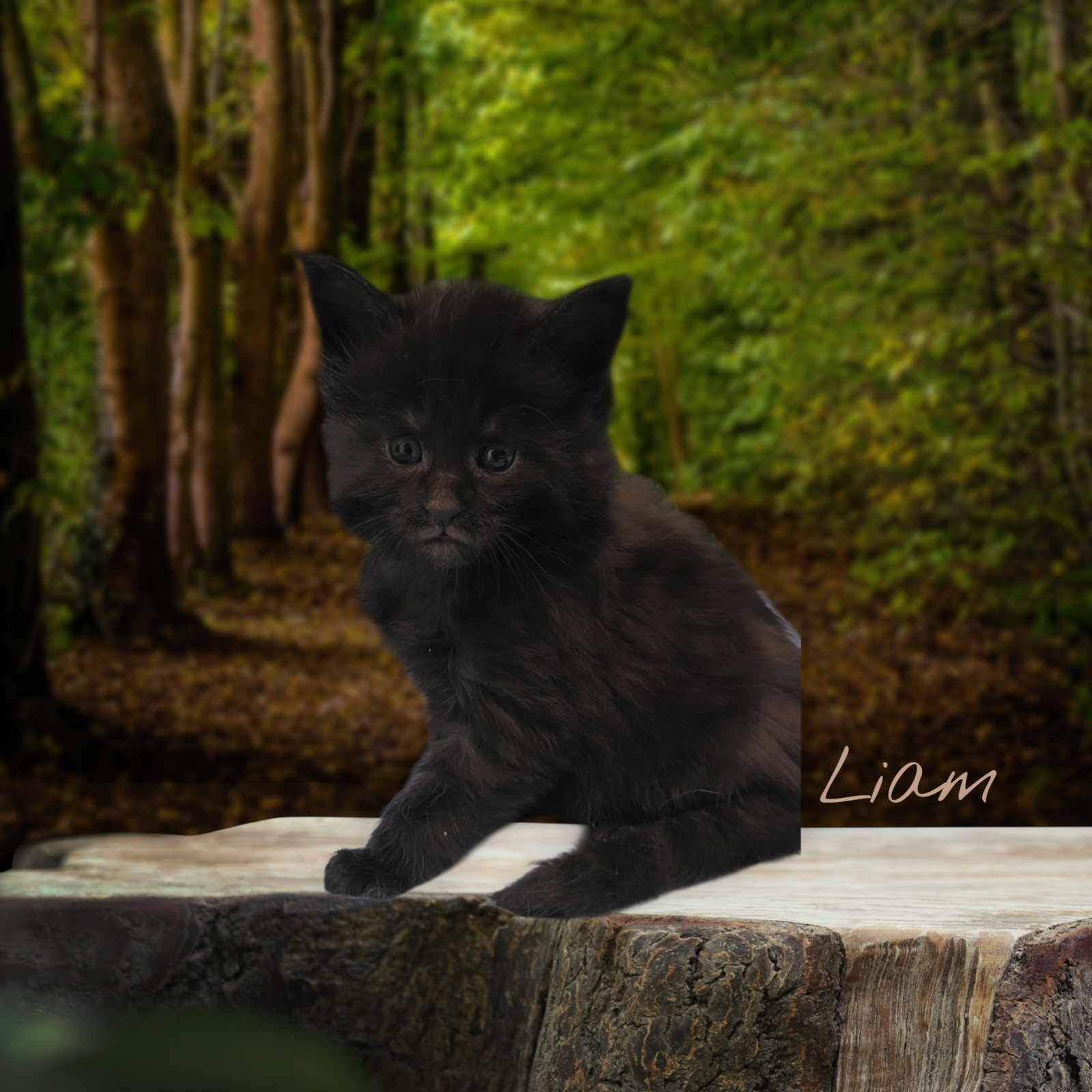 LIAM-Solid Black Male