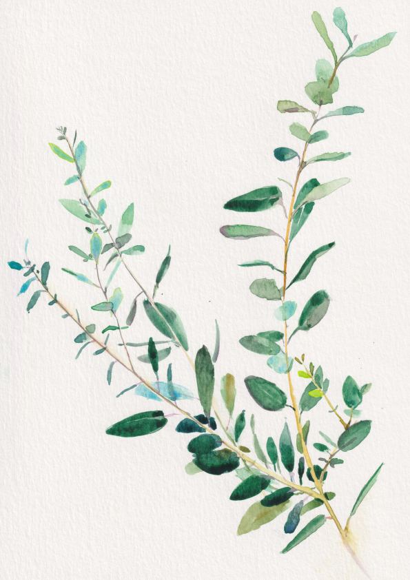 Eucalyptus