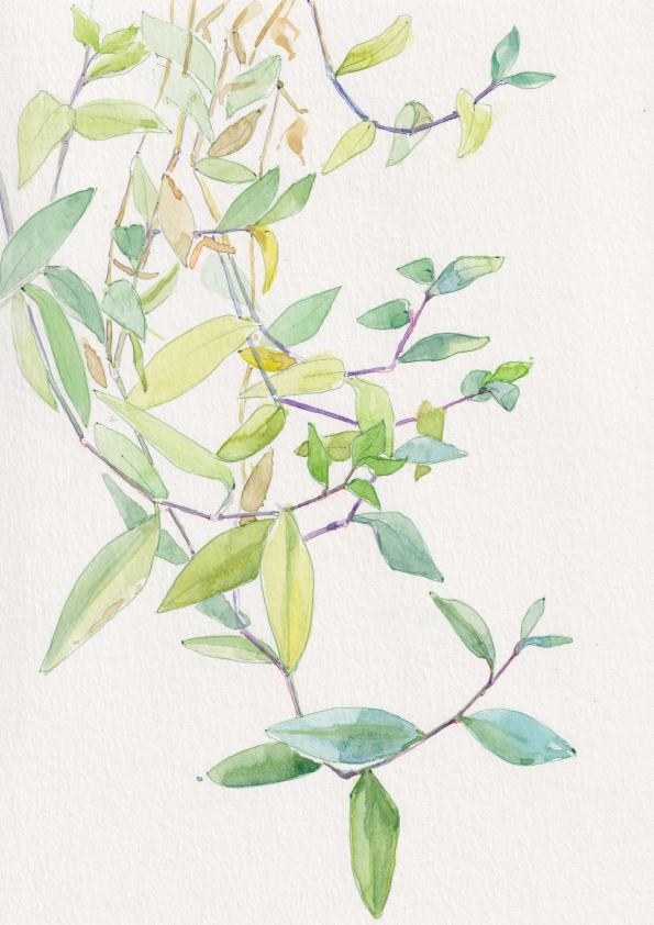 Feuilles de tradescantia