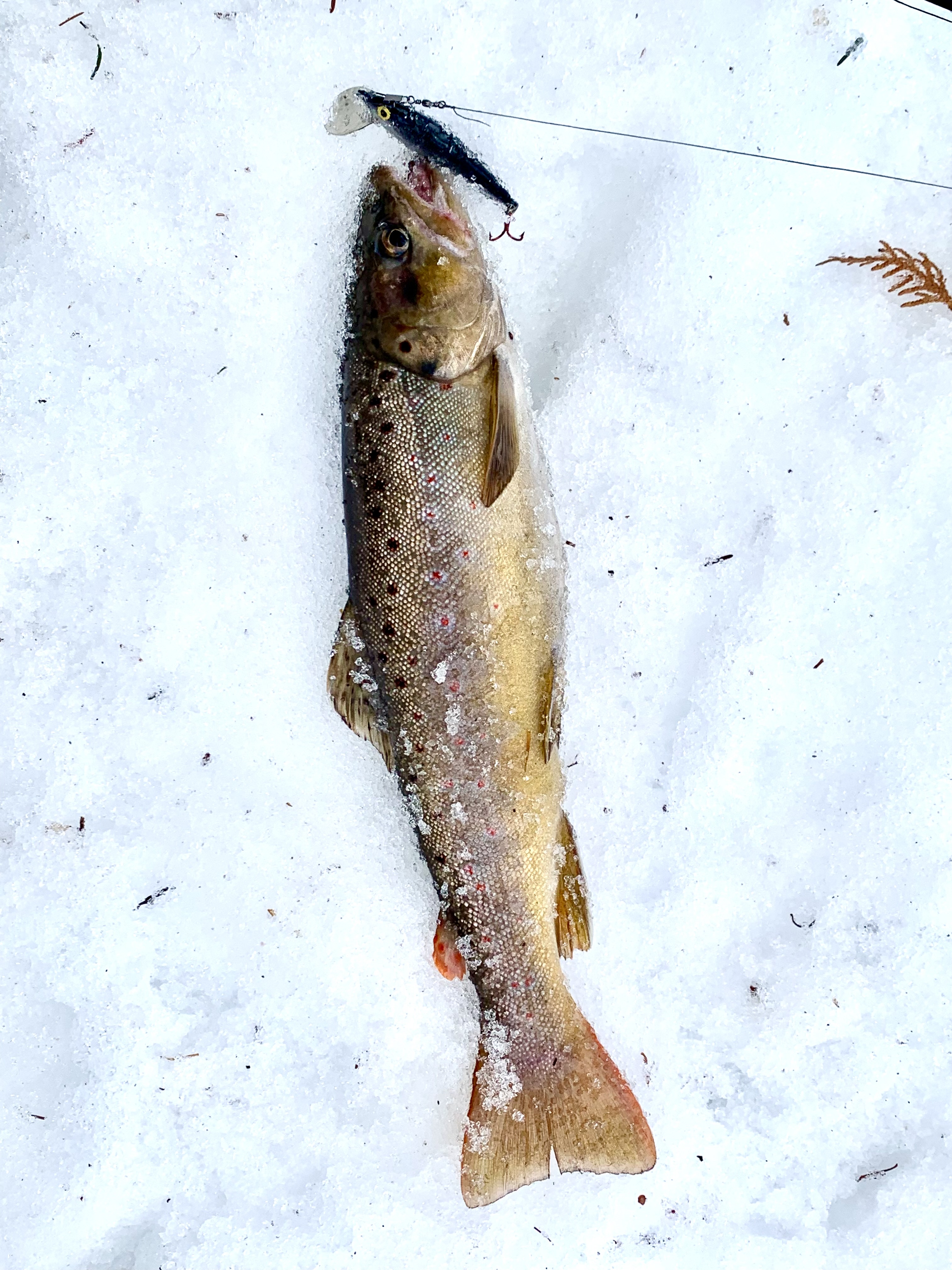 2.25" Trout master 