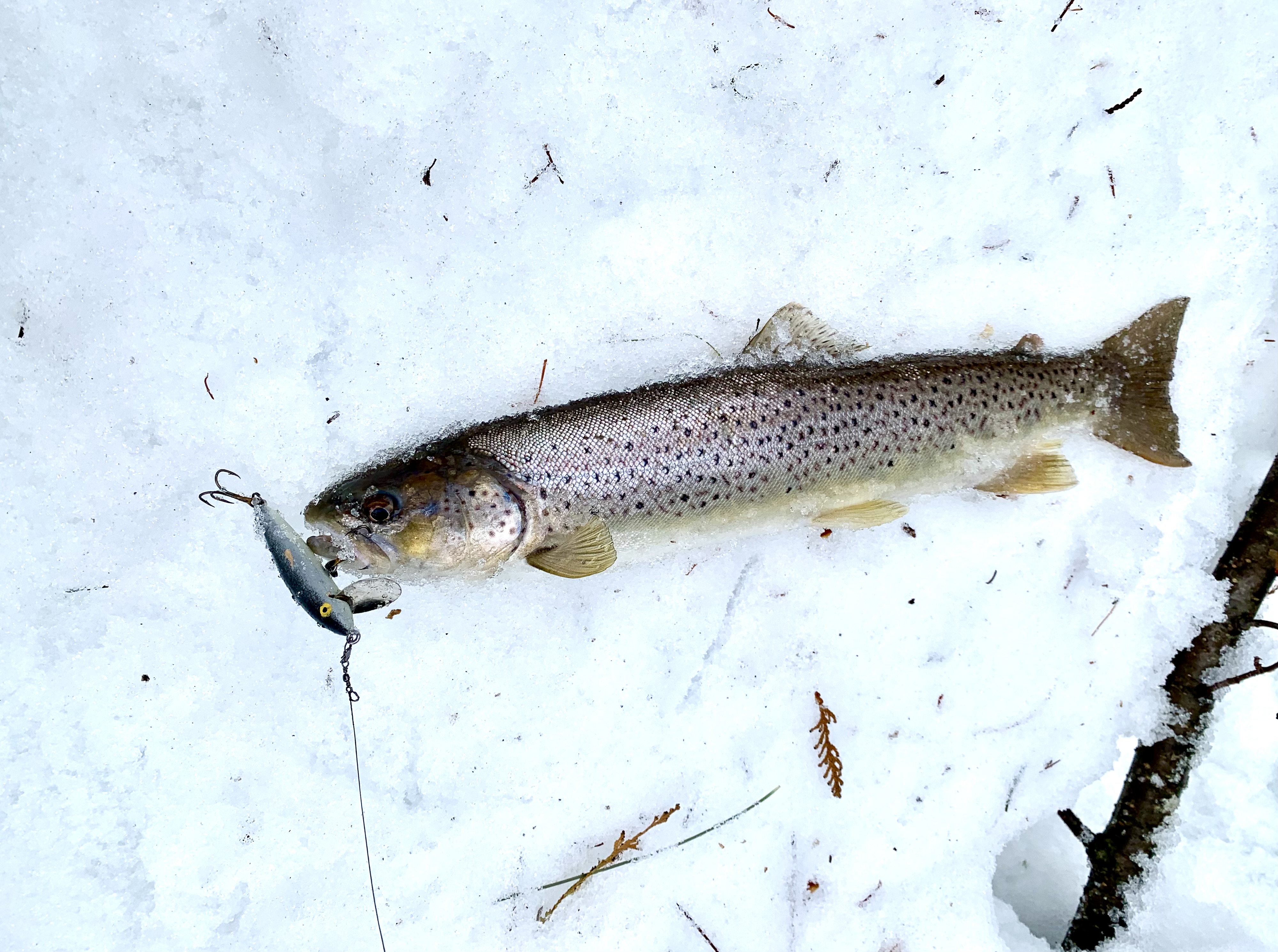 2.25" Trout master 