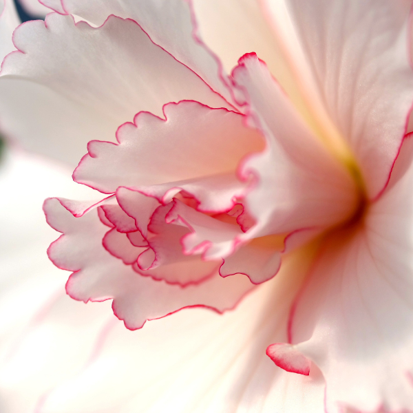 Mentoring  Wandeln im Licht