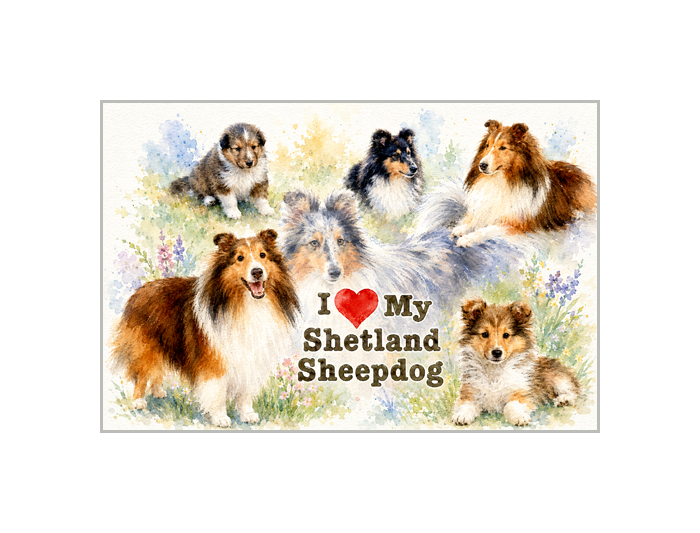 Shetland Sheepdog Art Print