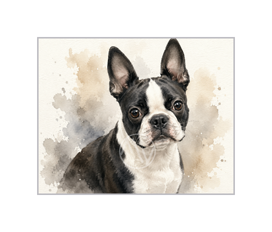 Boston Terrier Watercolor Print
