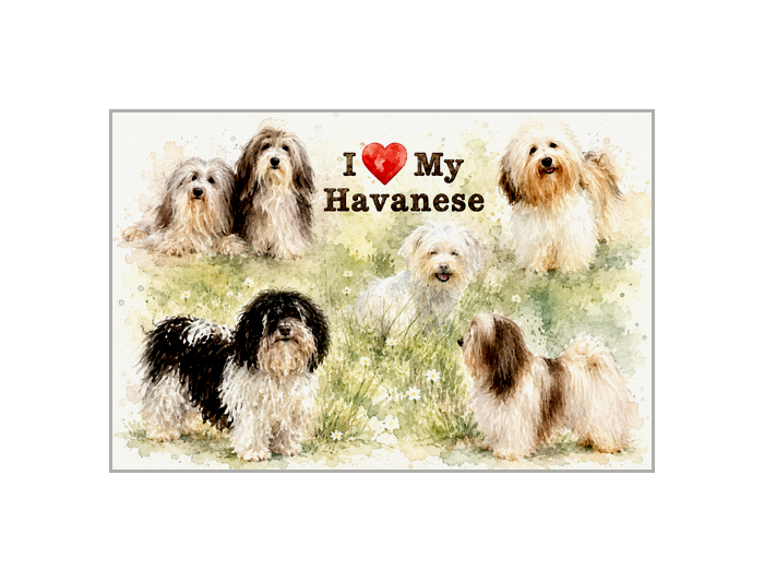 Havanese Dog Lovers Poster