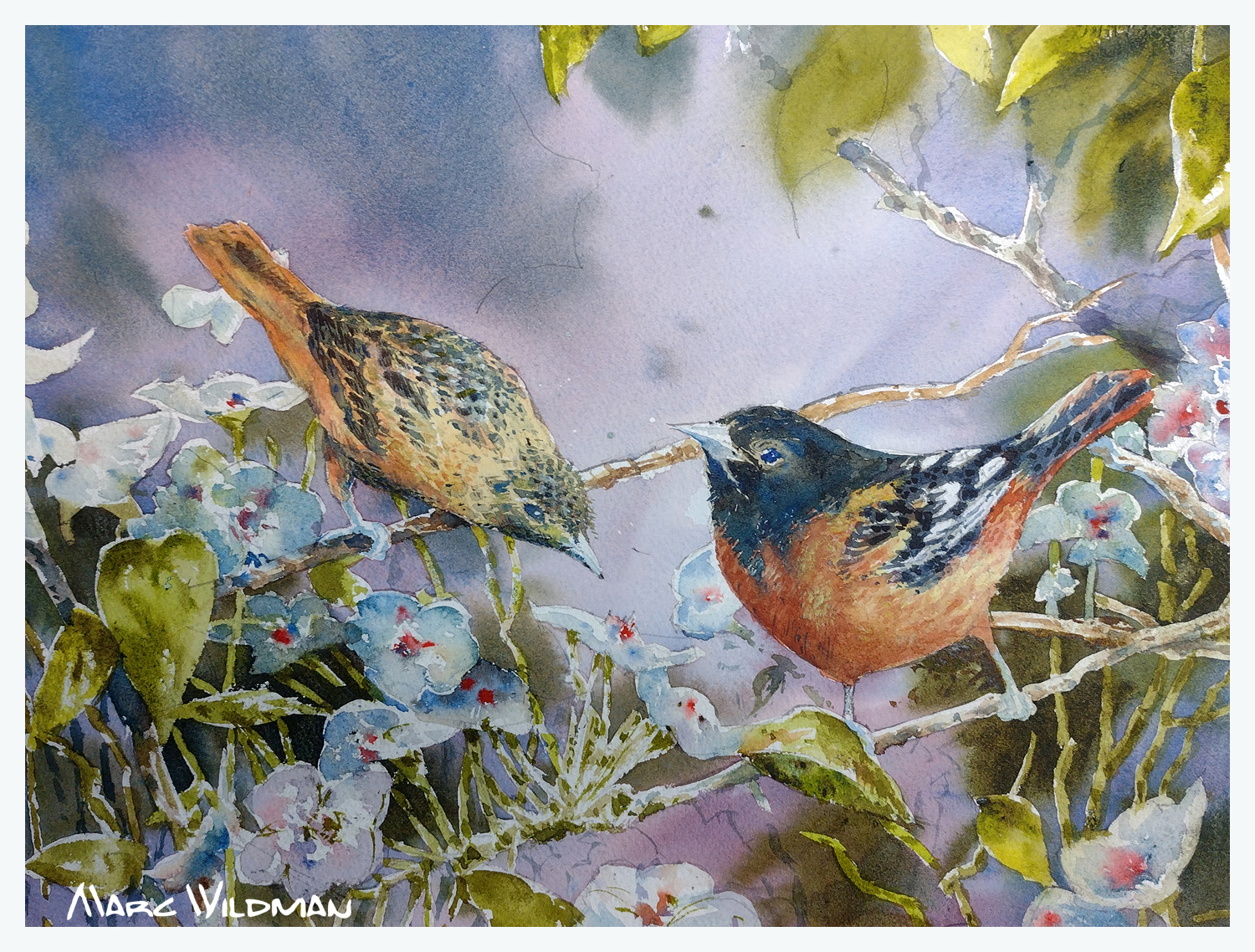 Baltimore Oriole (Watercolour)