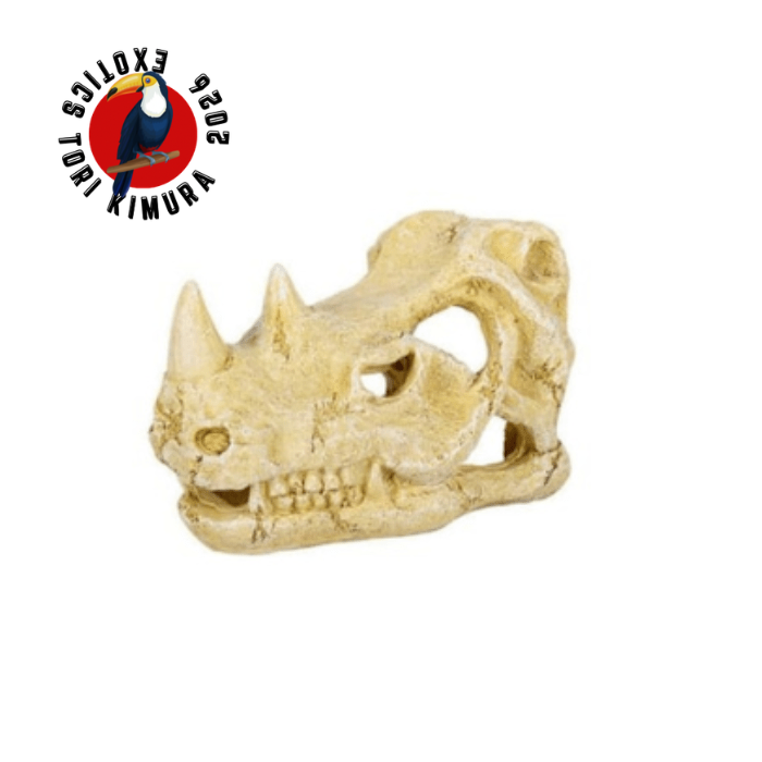 CUEVA CALAVERA  DERINOCERONTE 22X14X15 CM (TALLA L)