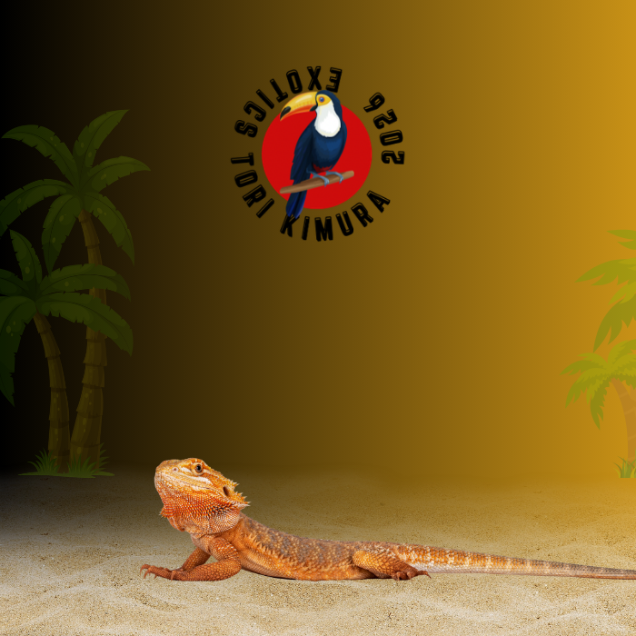 Dragón Barbudo Red Mix