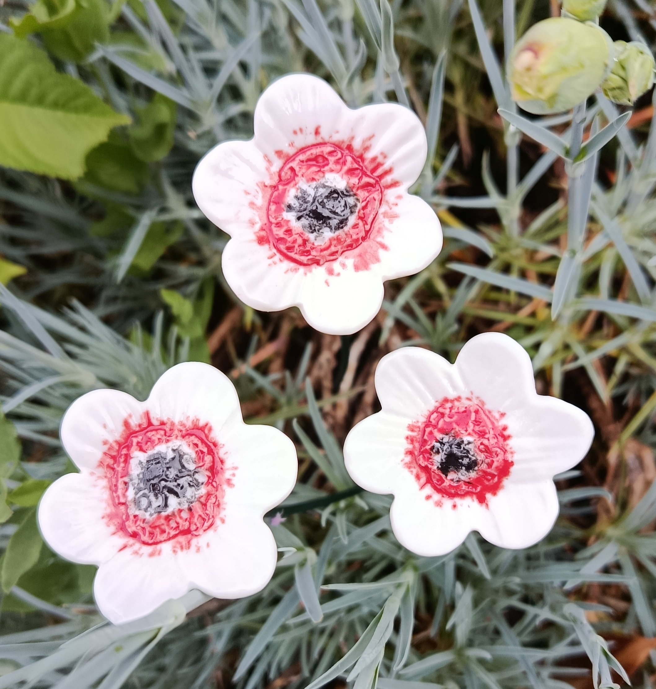 Petite anémone blanche et rouge