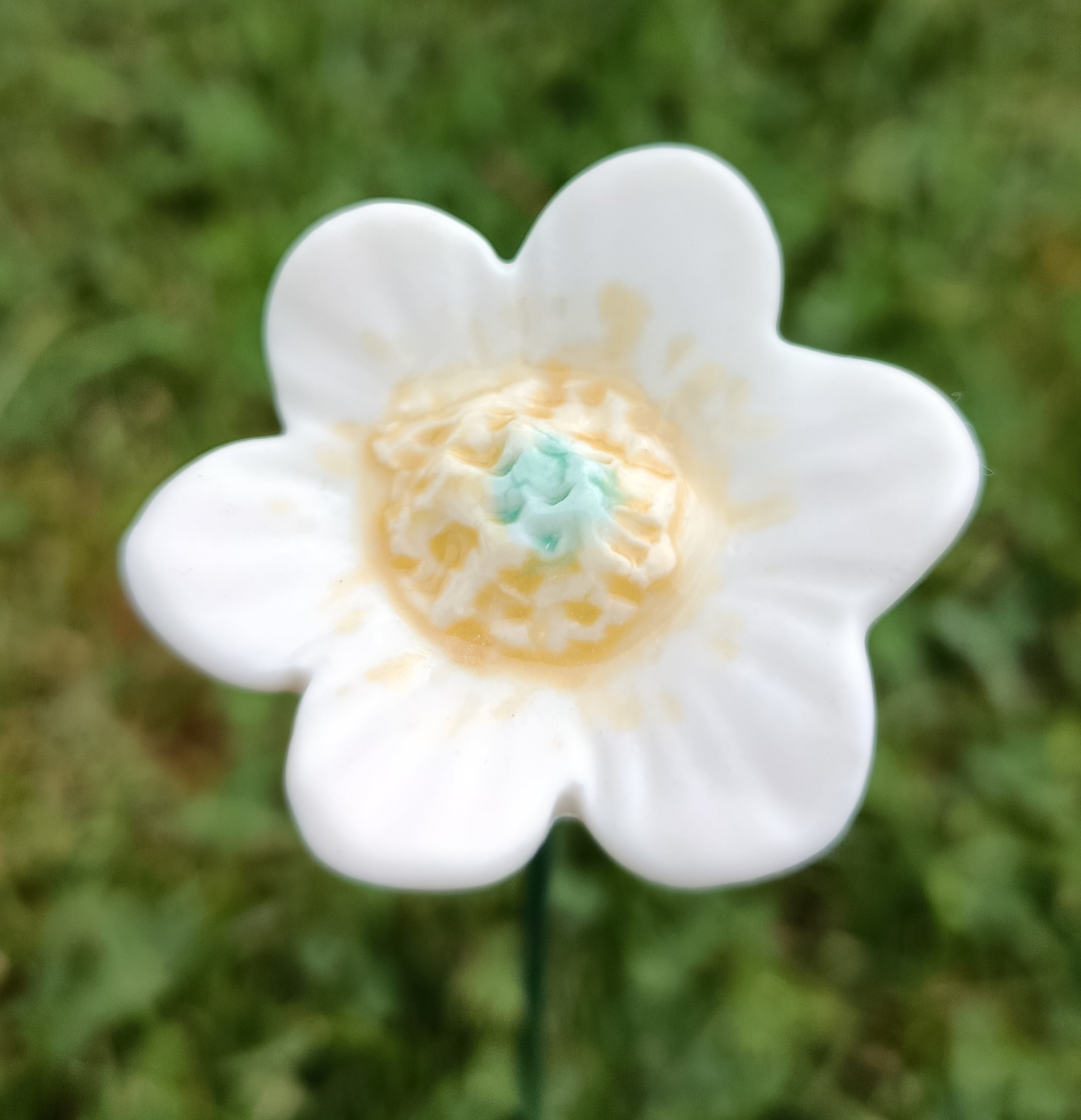 Petite anémone jaune et blanche