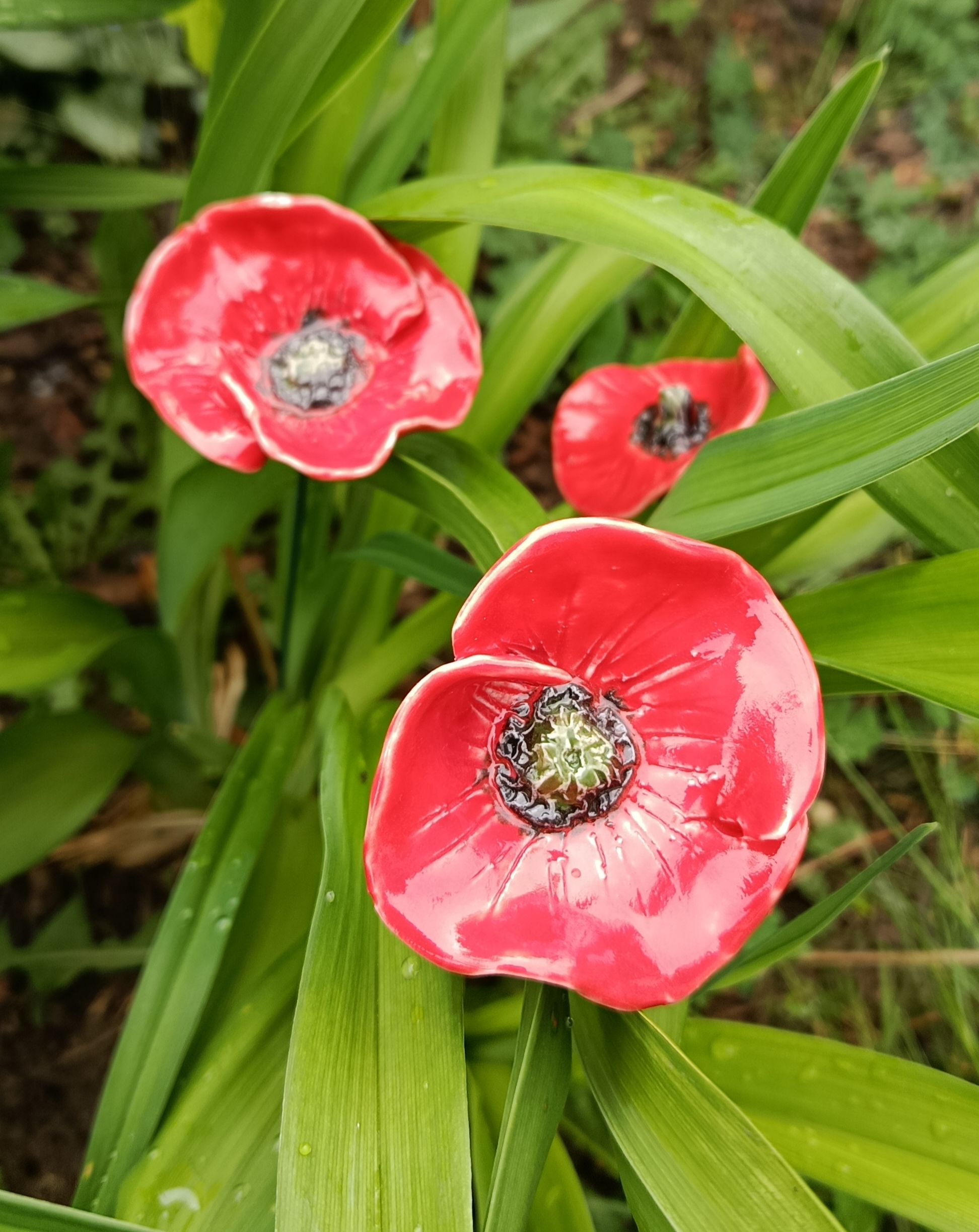 Coquelicot rouge double