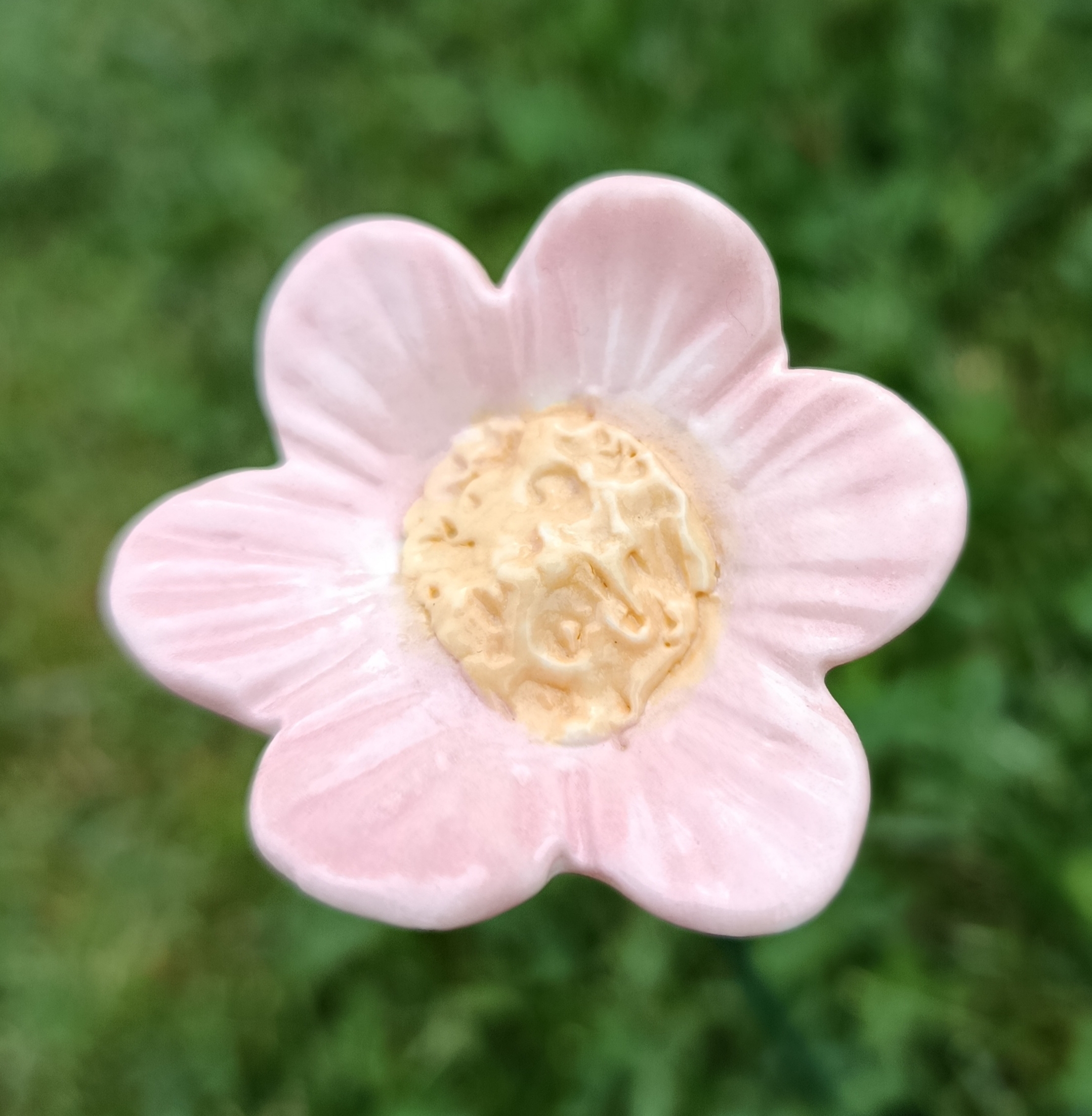 Petite anémone rose