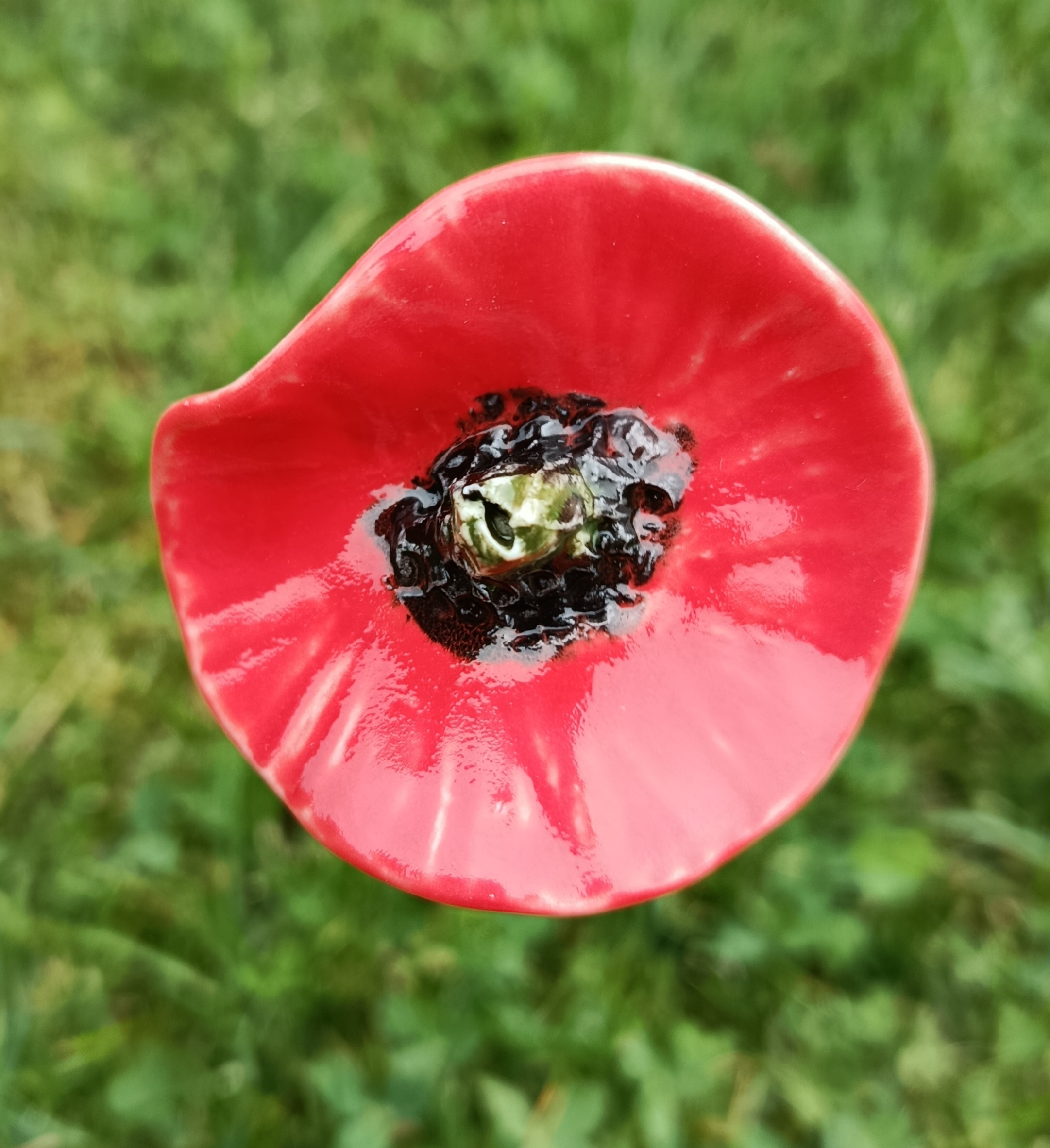 Coquelicot  rouge simple