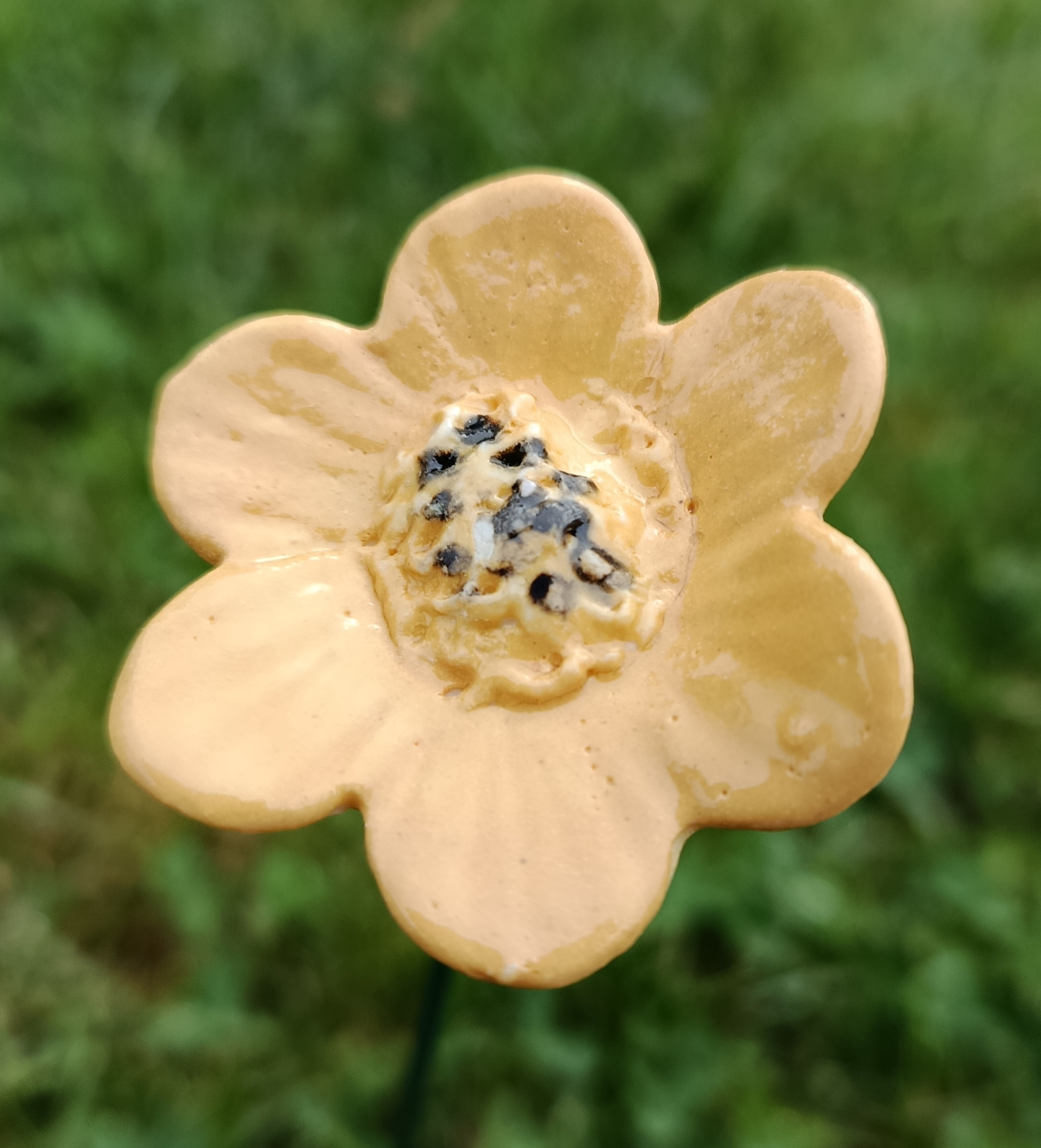Petite anémone jaune