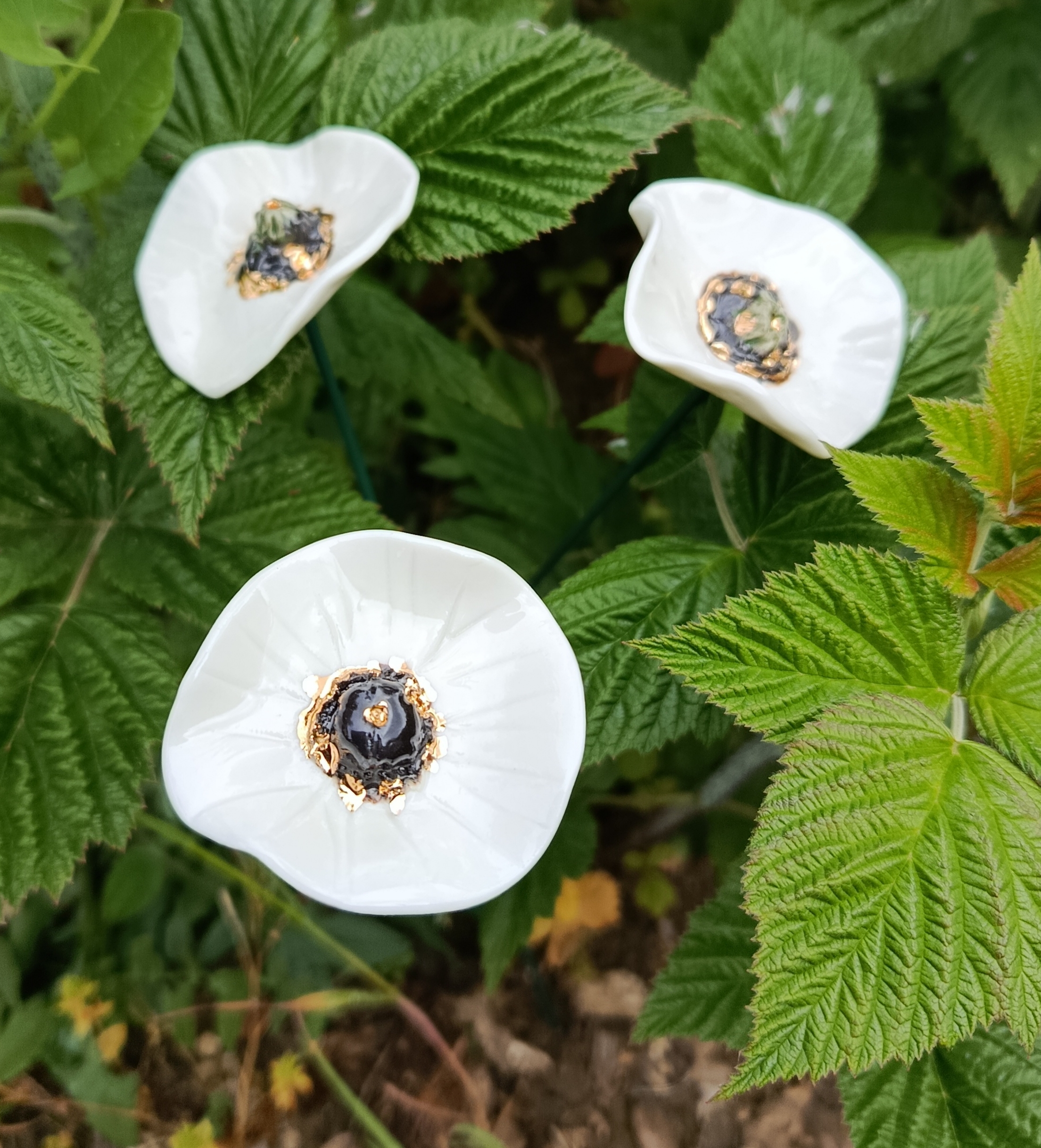 Coquelicot simple blanc et or