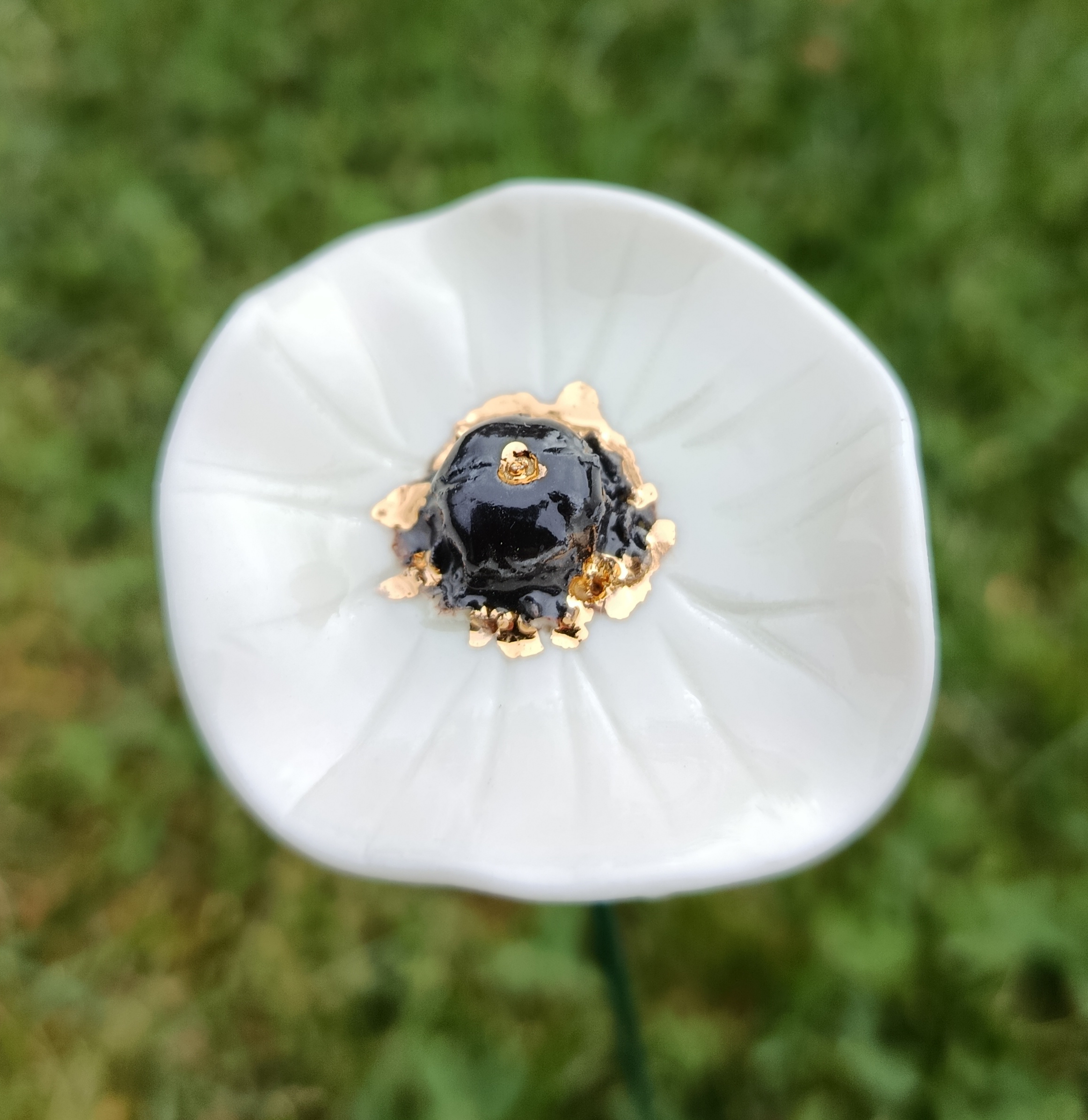 Coquelicot simple blanc et or