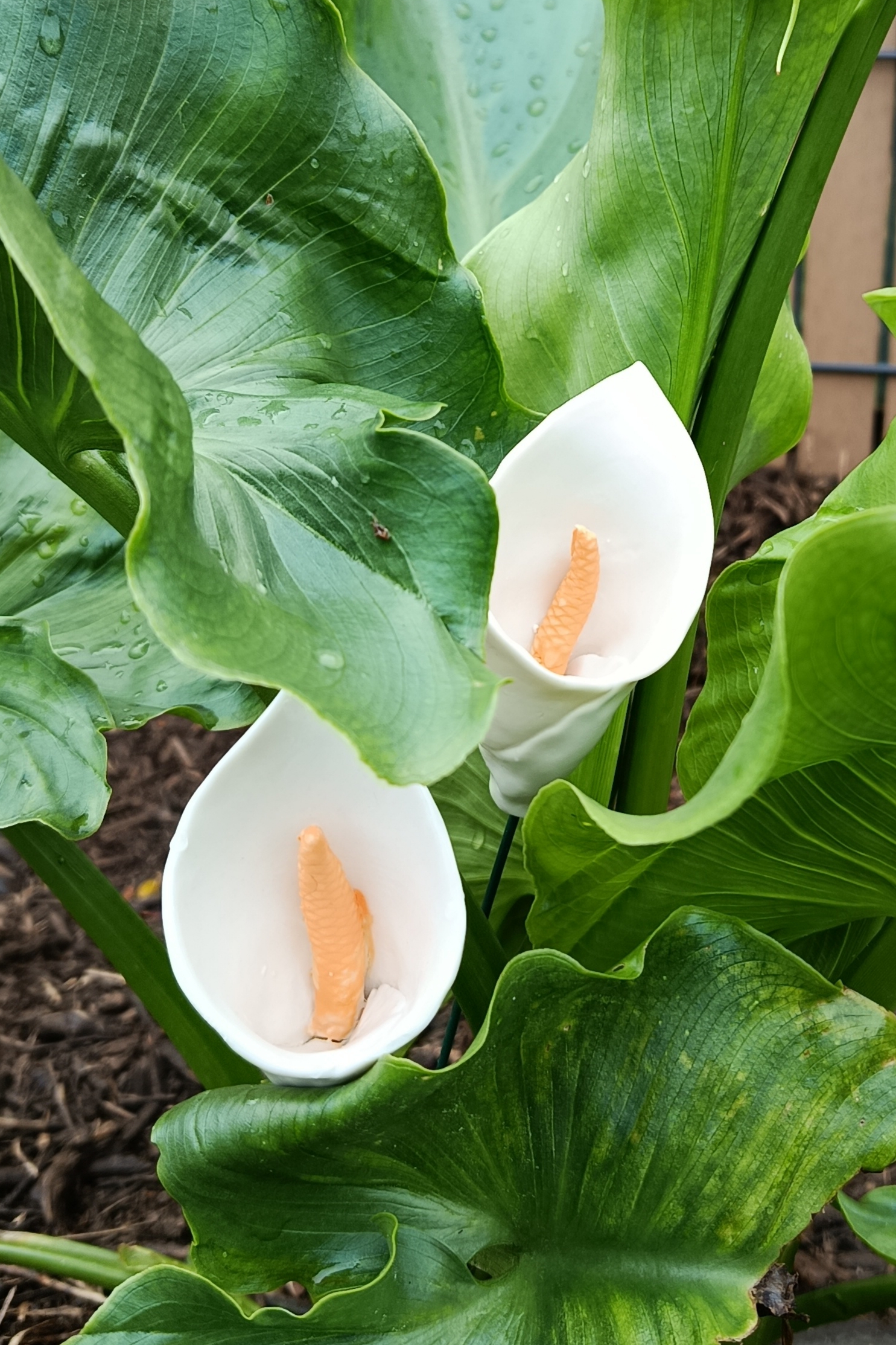 Arum en porcelaine