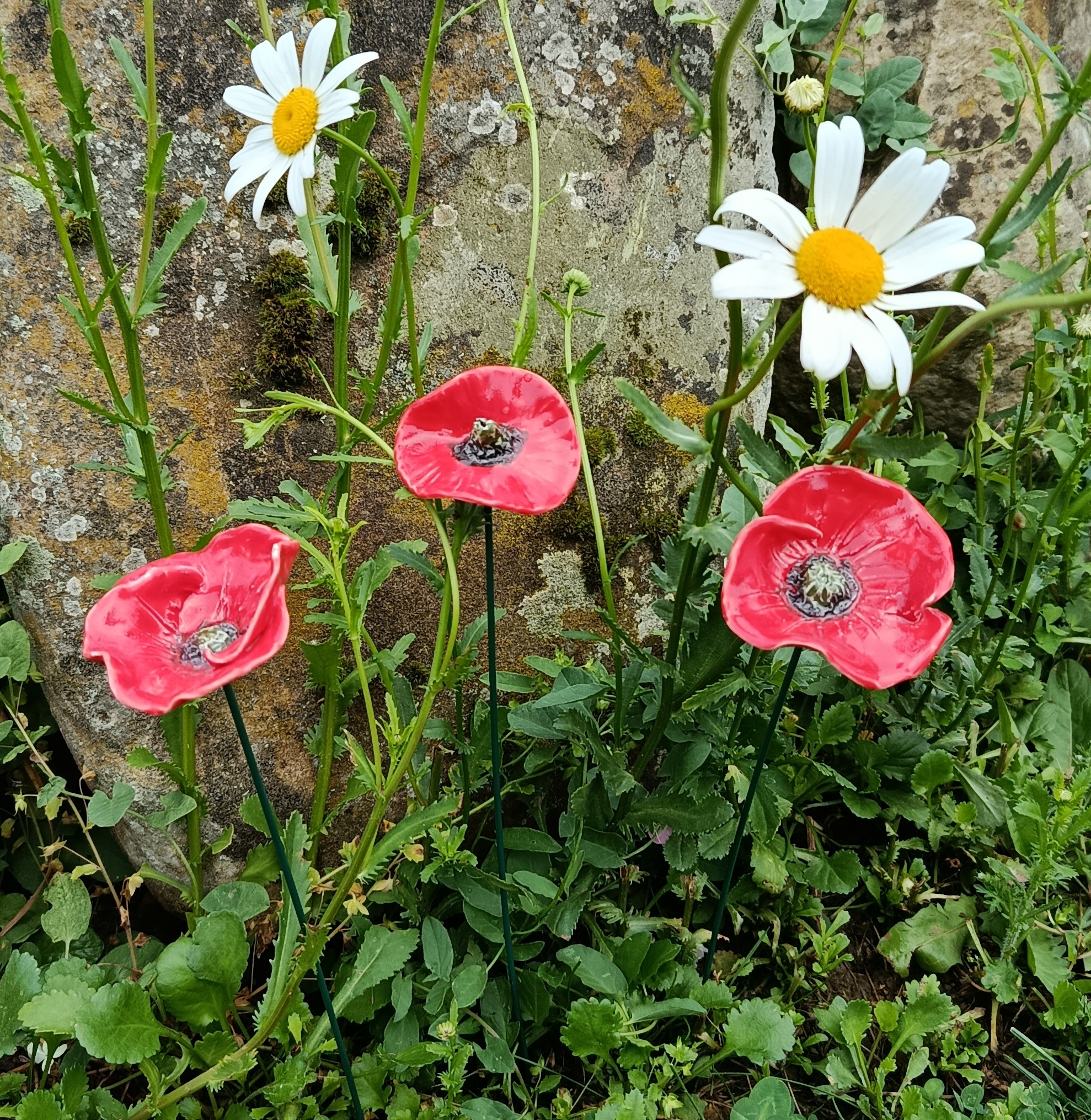 Coquelicot rouge double