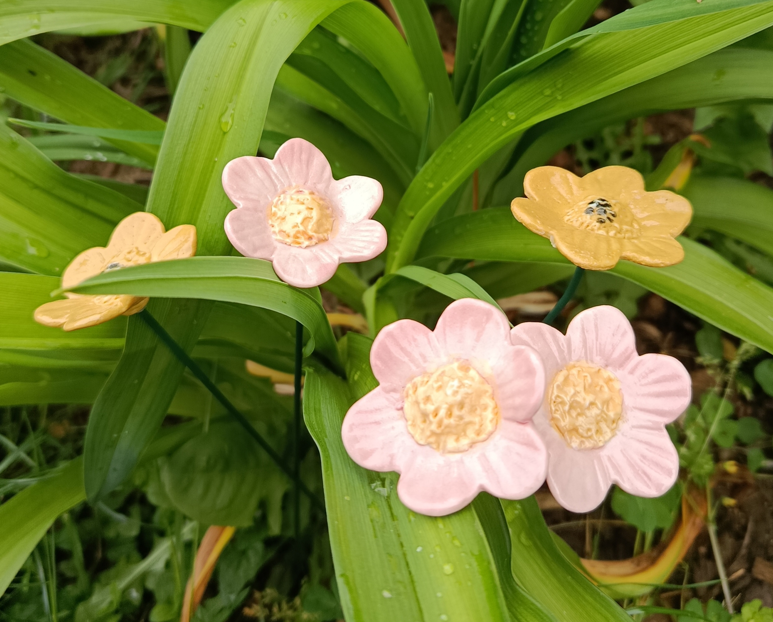 Petite anémone rose