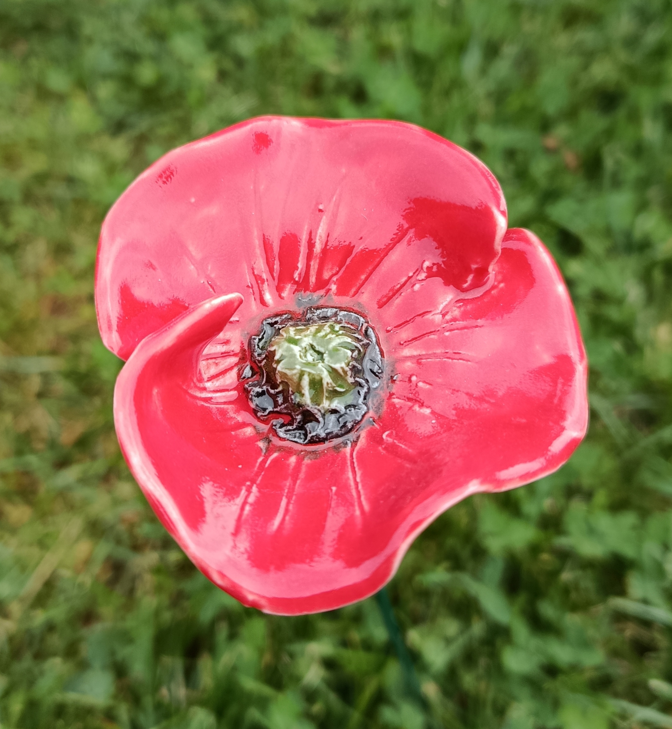 Coquelicot rouge double