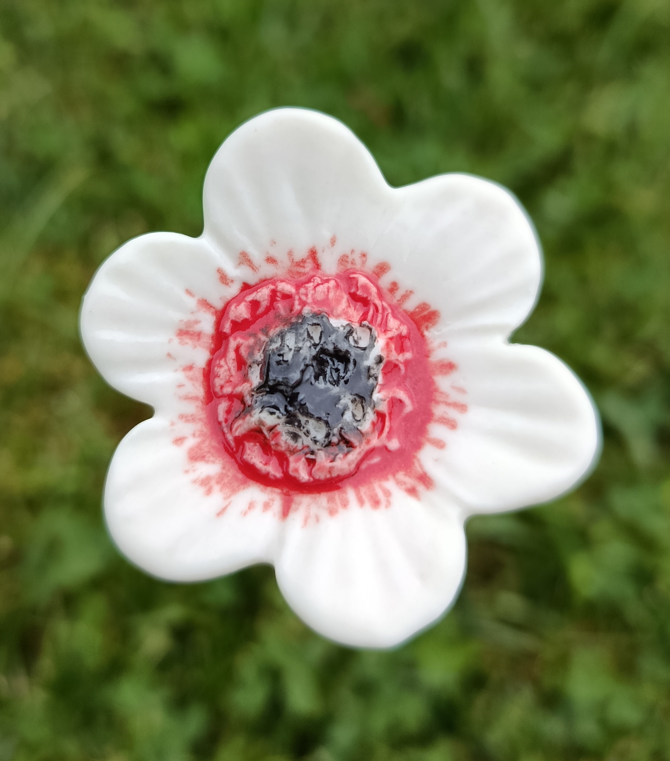 Petite anémone blanche et rouge