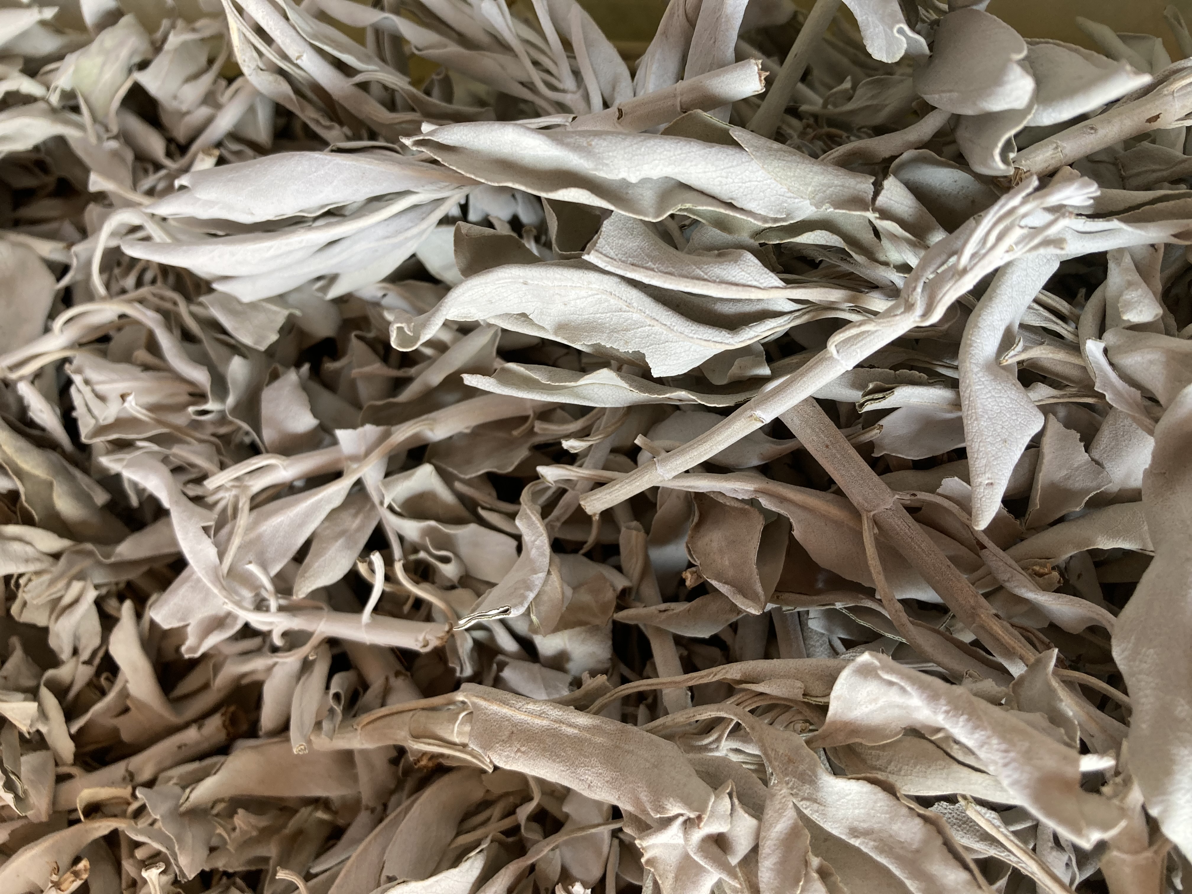 White Sage Clusters. & Leaves 
