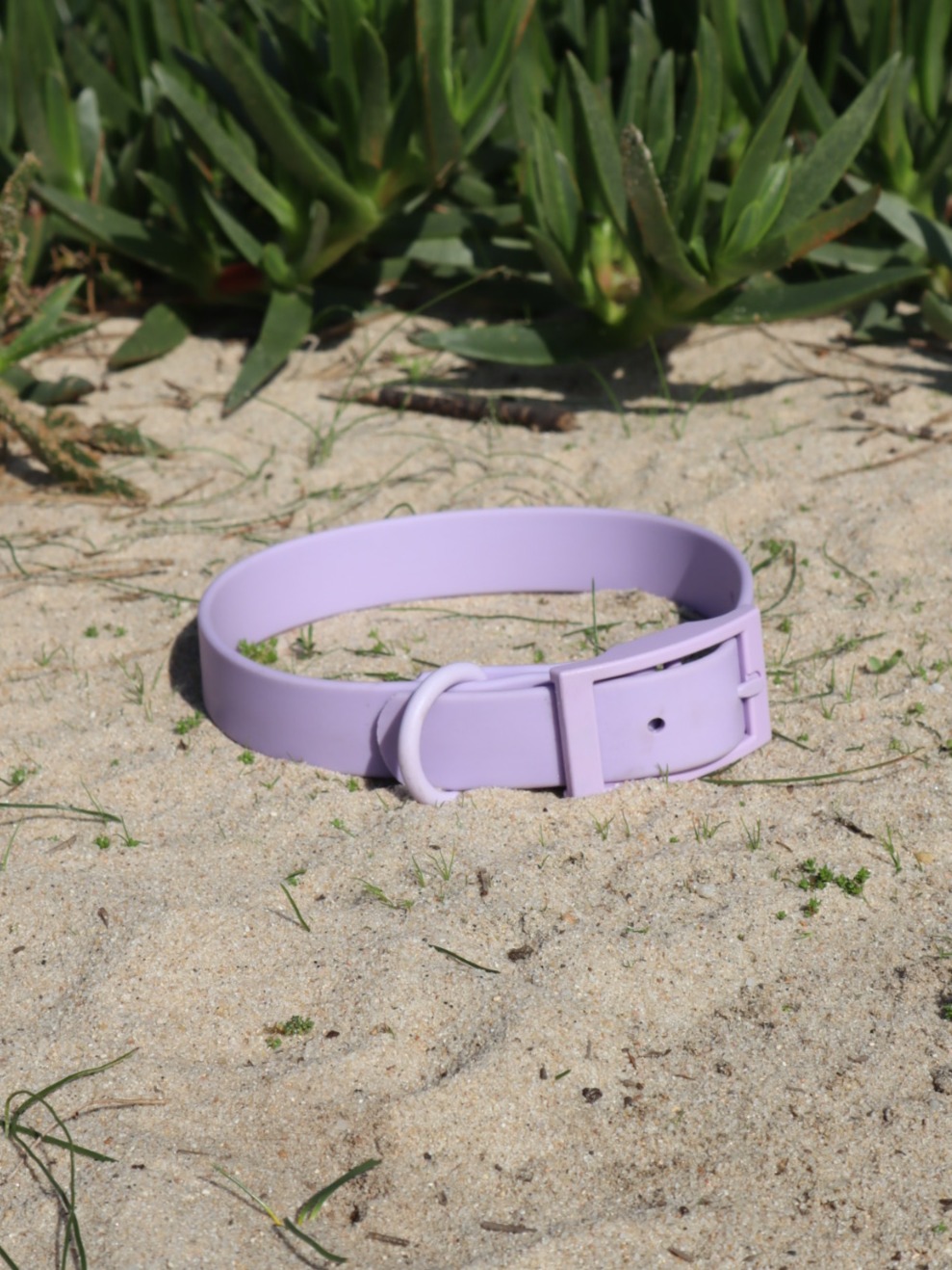 Coleira Lavender
