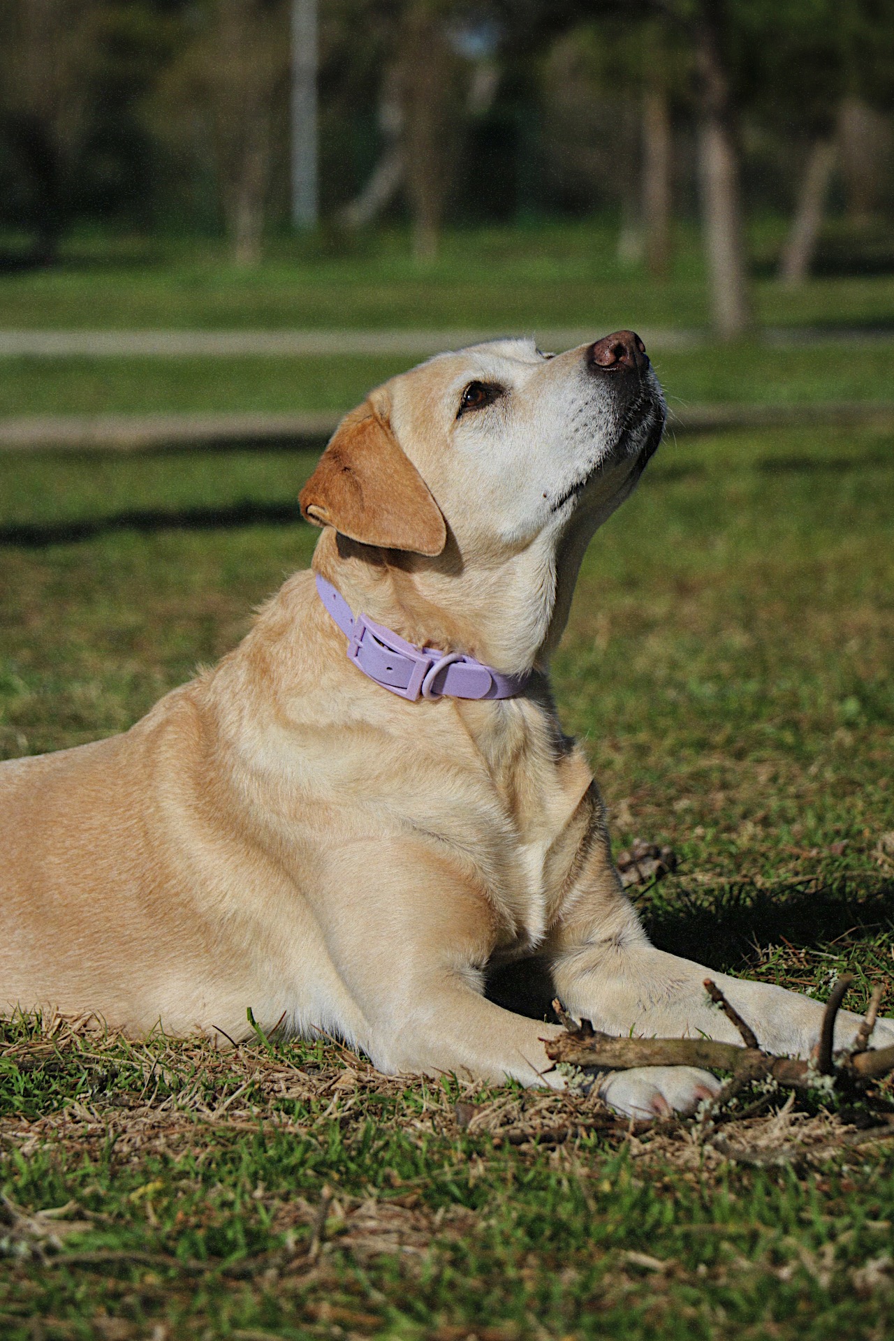 Coleira Lavender