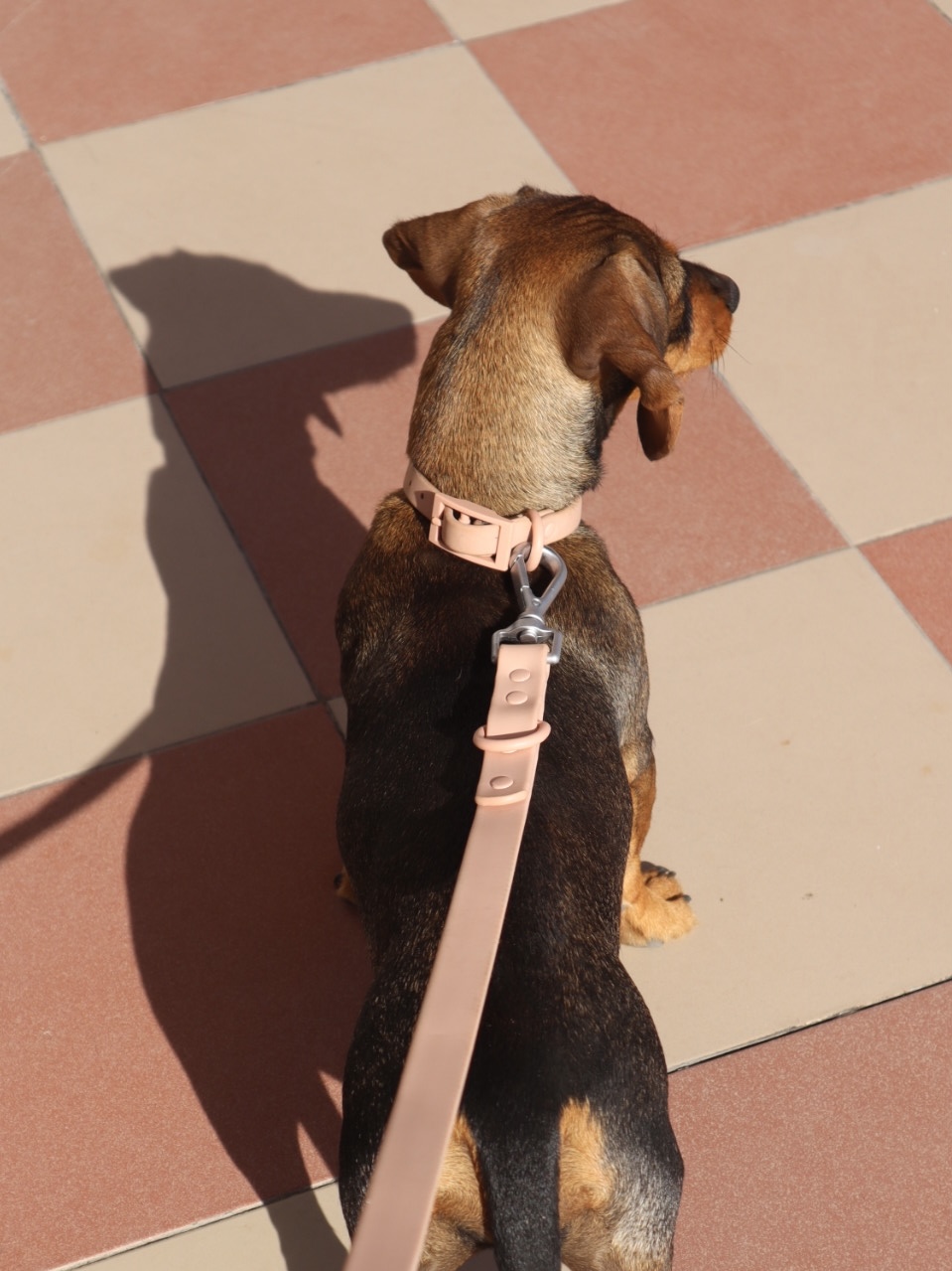 Trela Multifunções