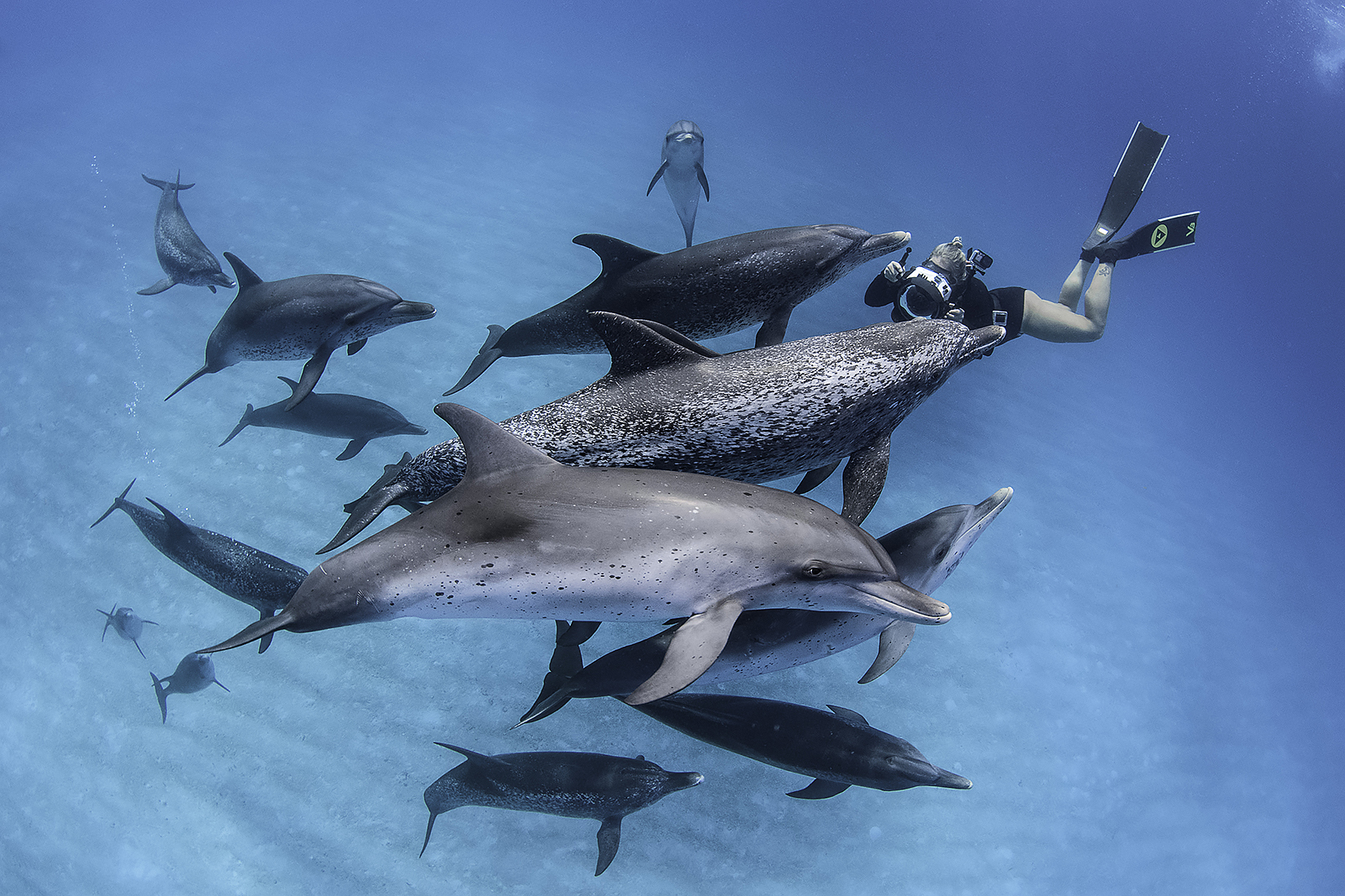 Dolphins Photo Shooting