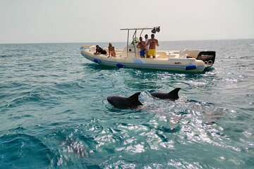 Dolphin House Speed Boat Private Adventure