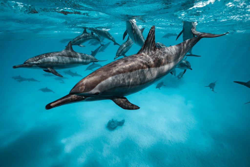 Dolphins At Sea