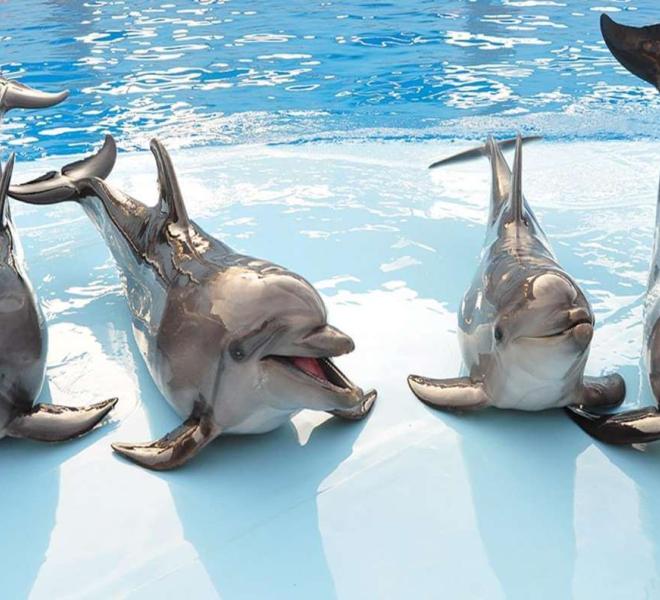 Dolphin Show