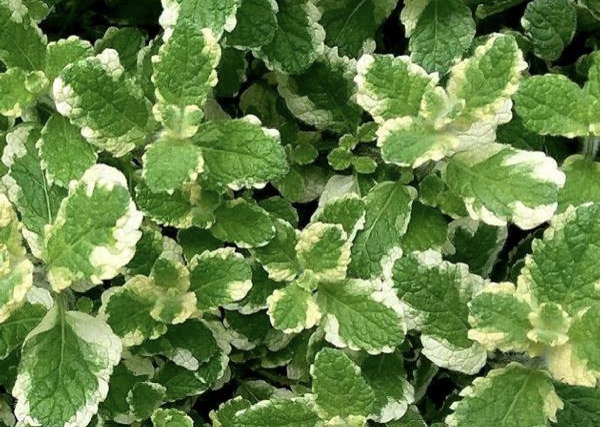 Pineapple Variegated Mint Plant