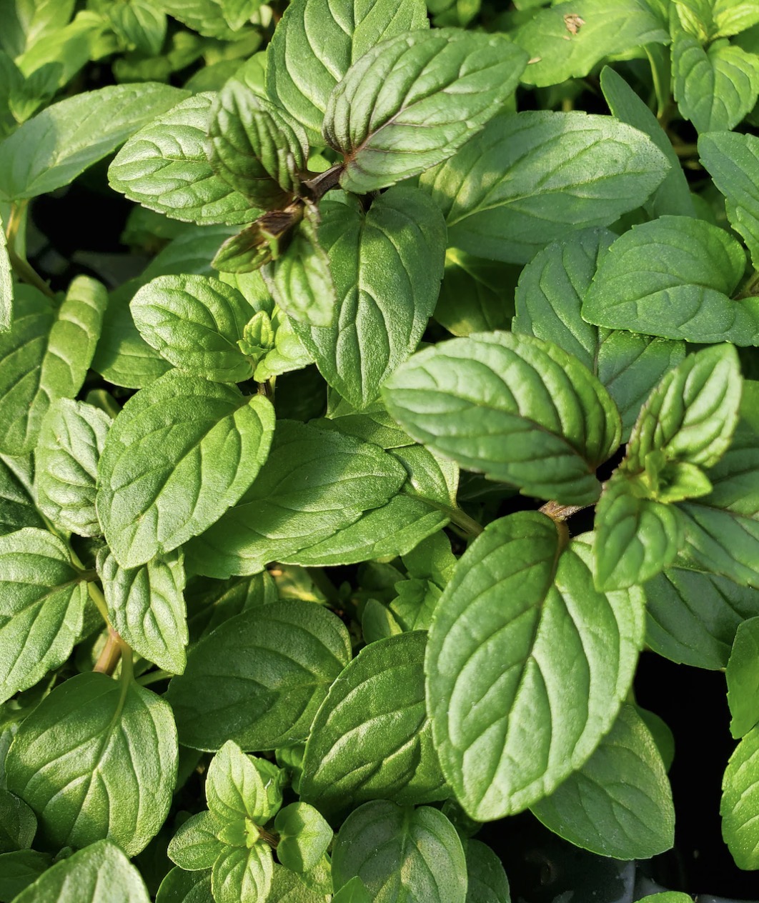 Old fashion Candy Mint Plant