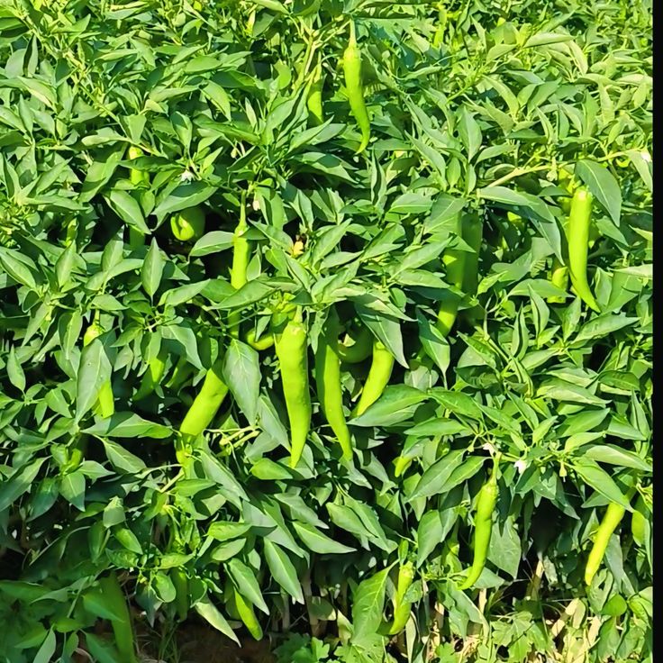 🌶️ Green Chillies