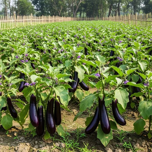 🍆 Brinjals