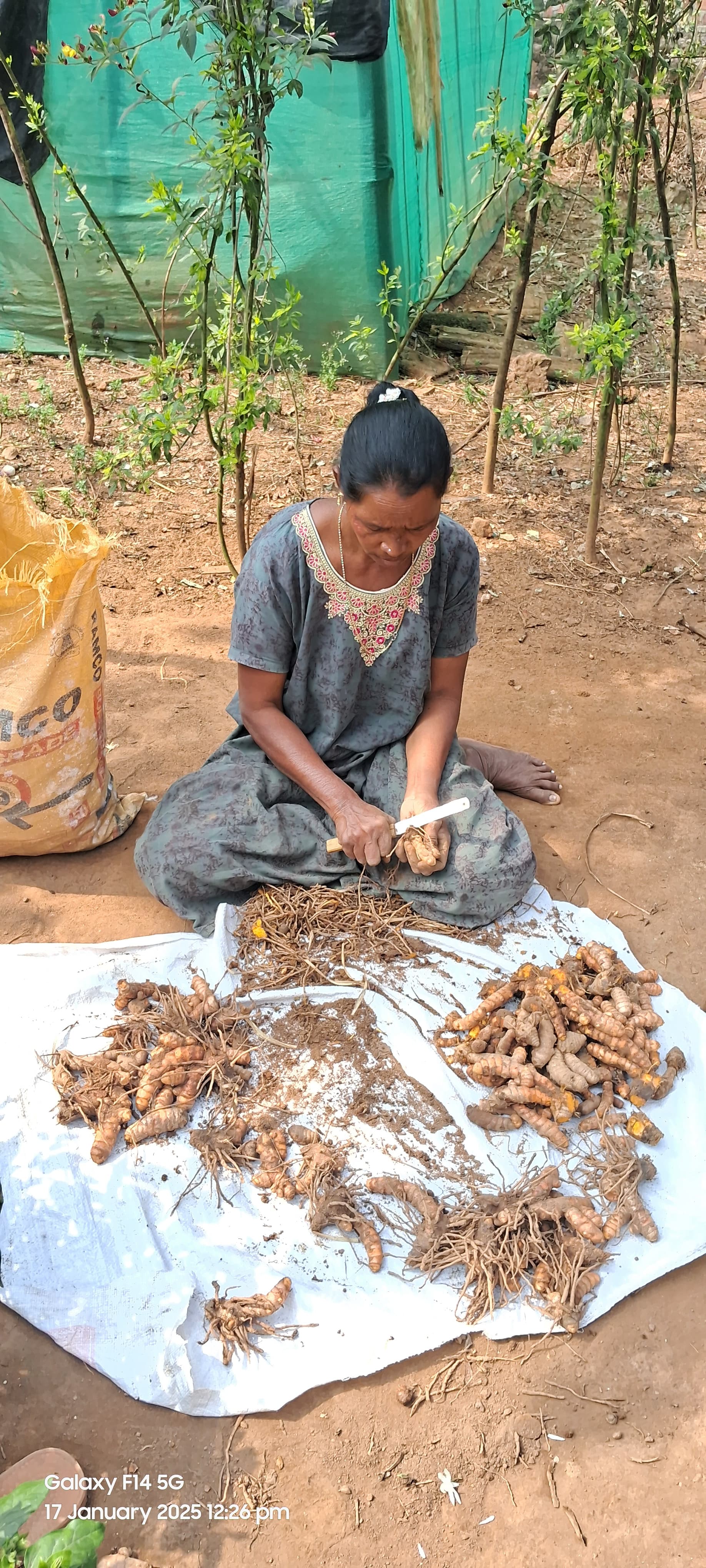 Premium Turmeric Roots