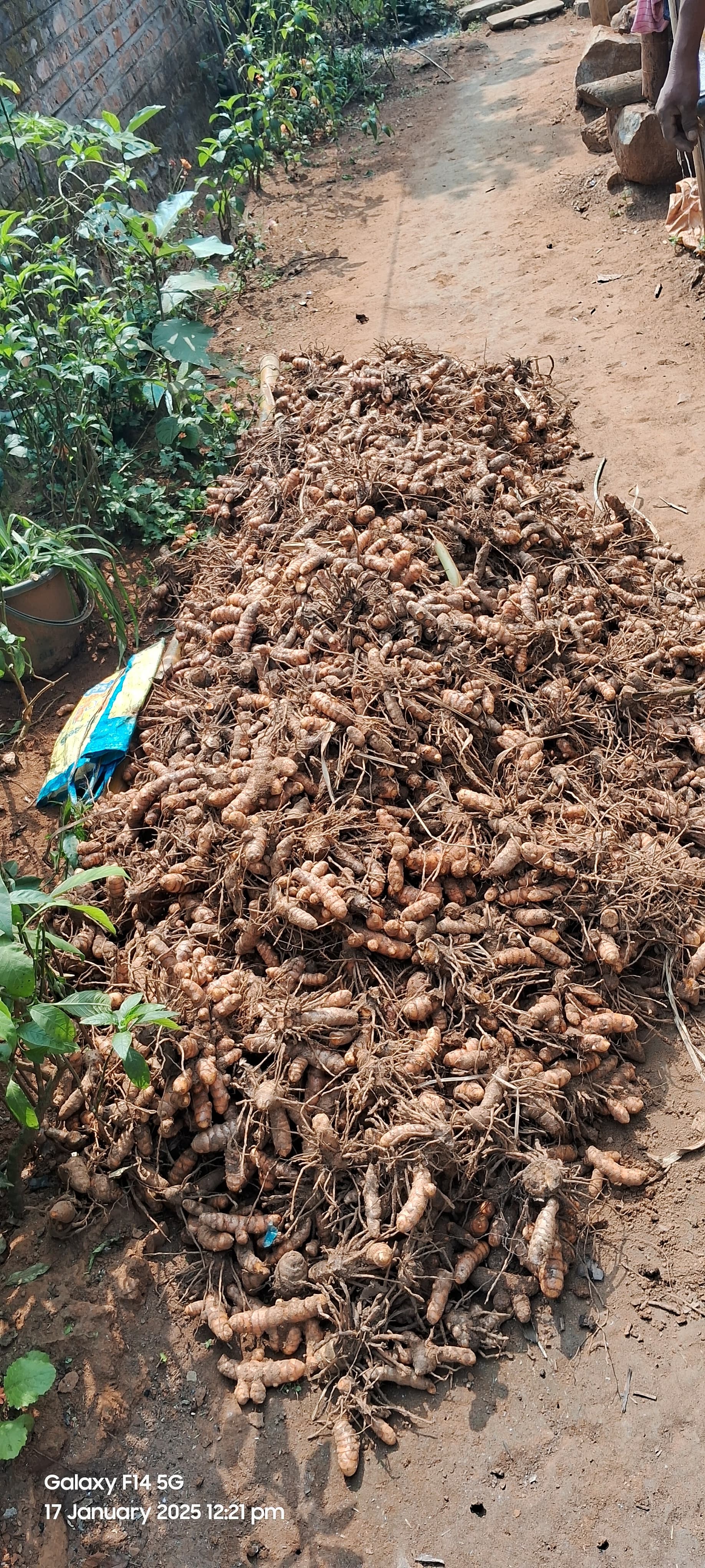 Premium Turmeric Roots
