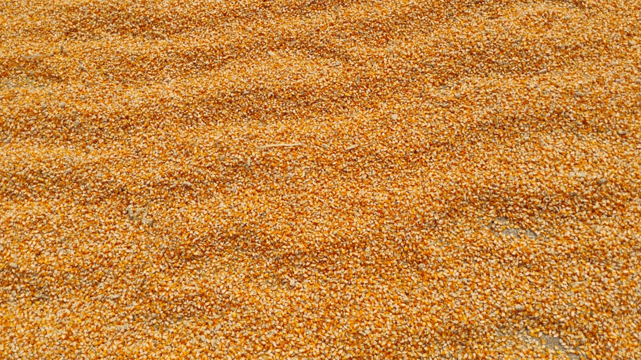 Corn Seeds