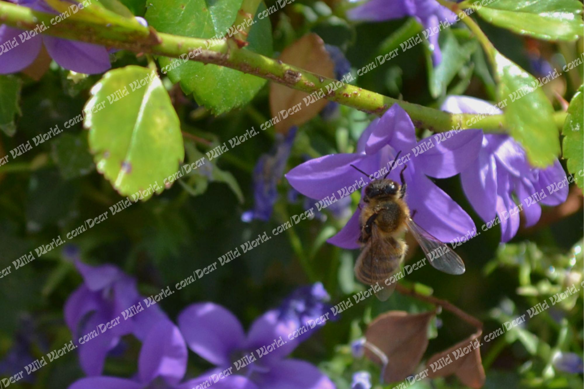 Abeille sur campanule