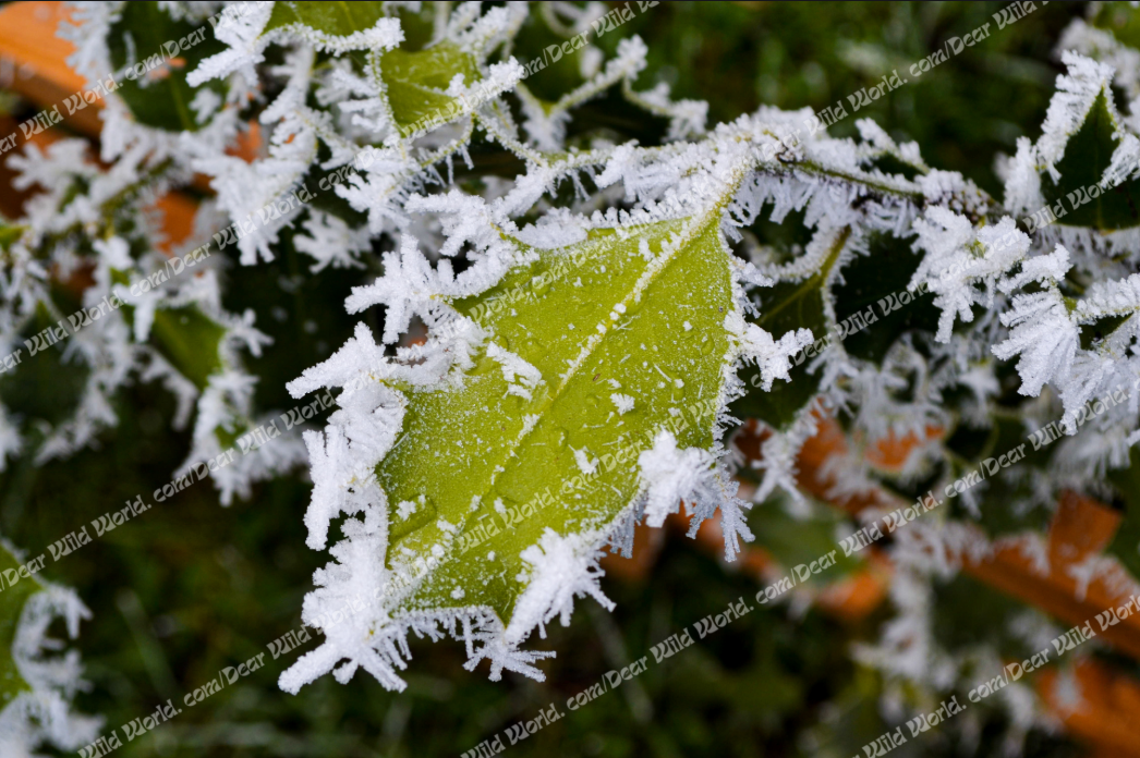 Feuille givrée