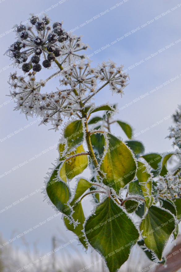 Baies de lierre givrées