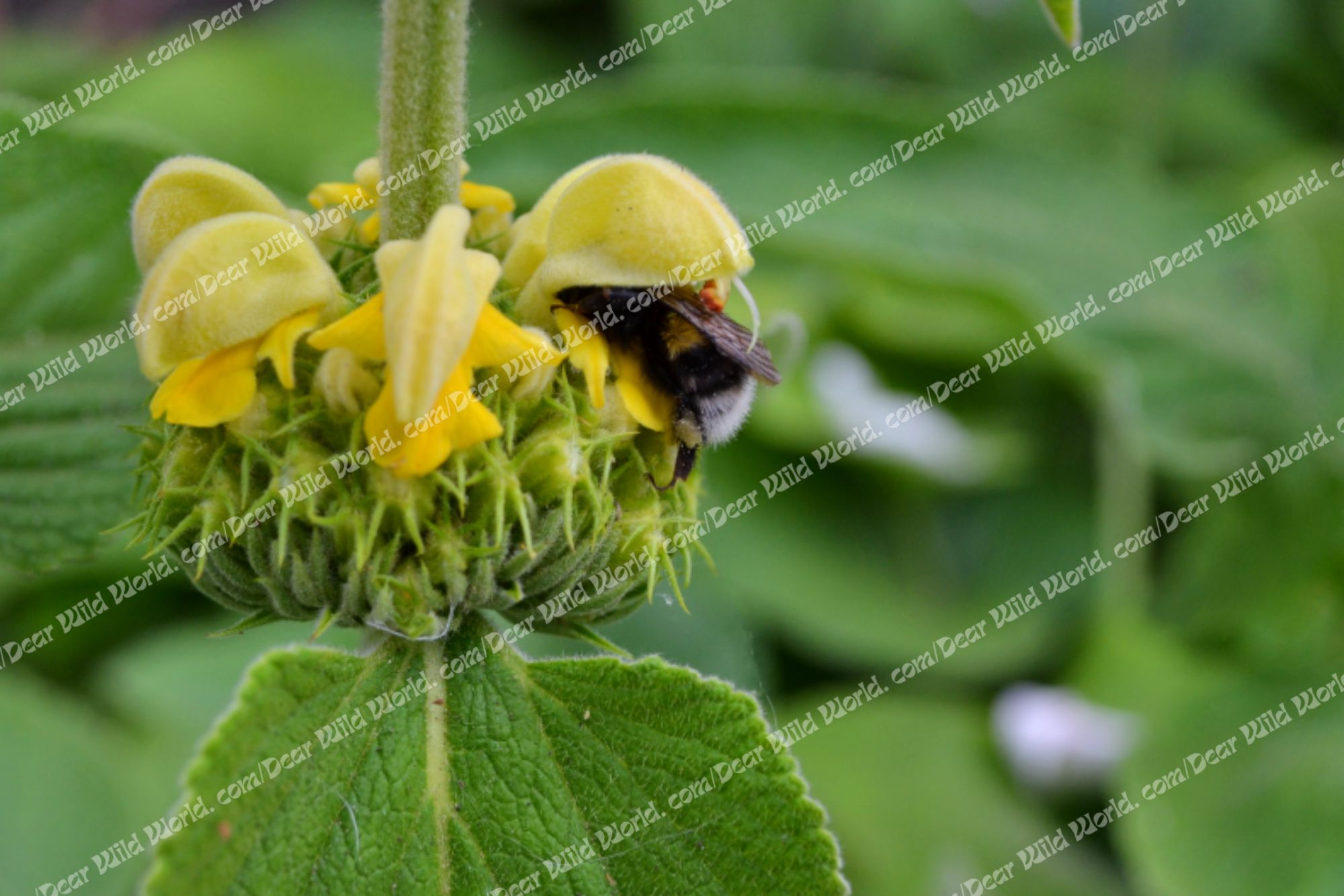 Bourdon sur Phlomis de Russell