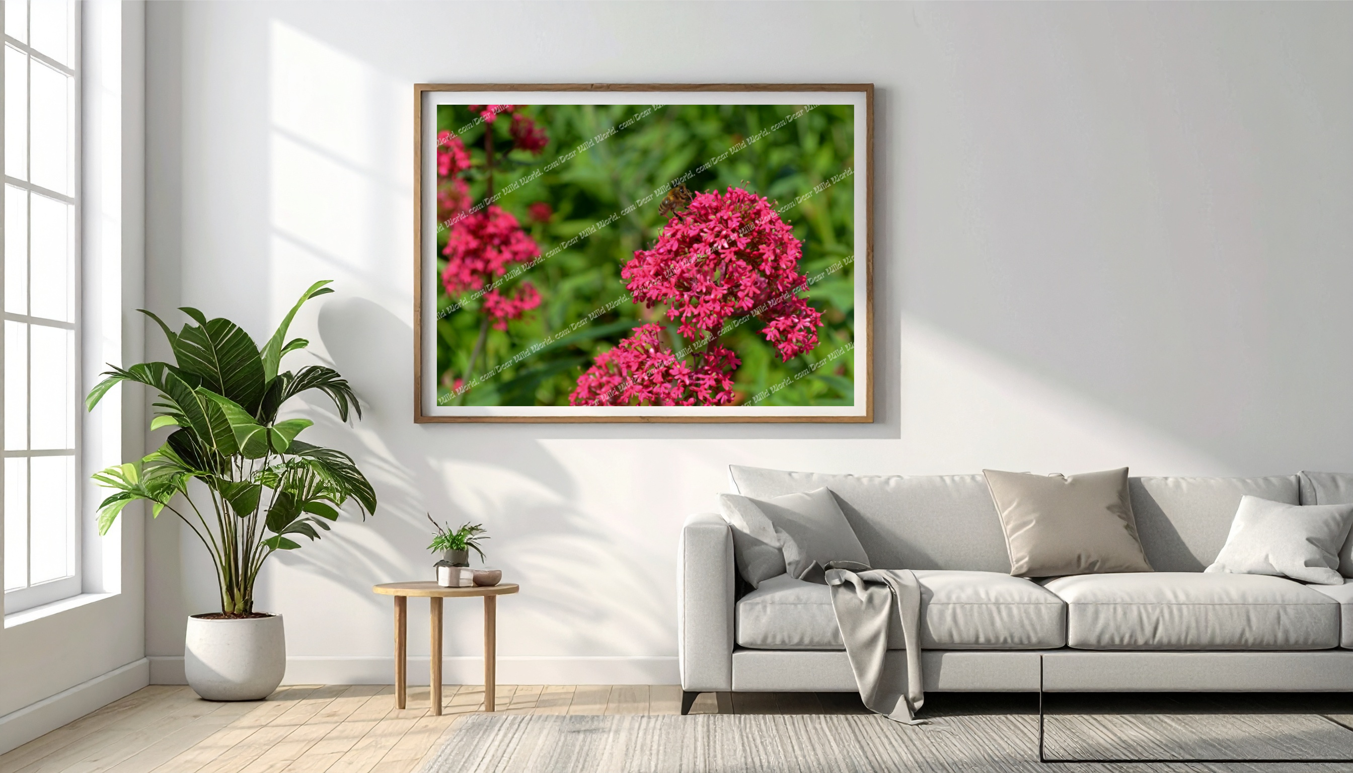 Abeille sur valériane rouge