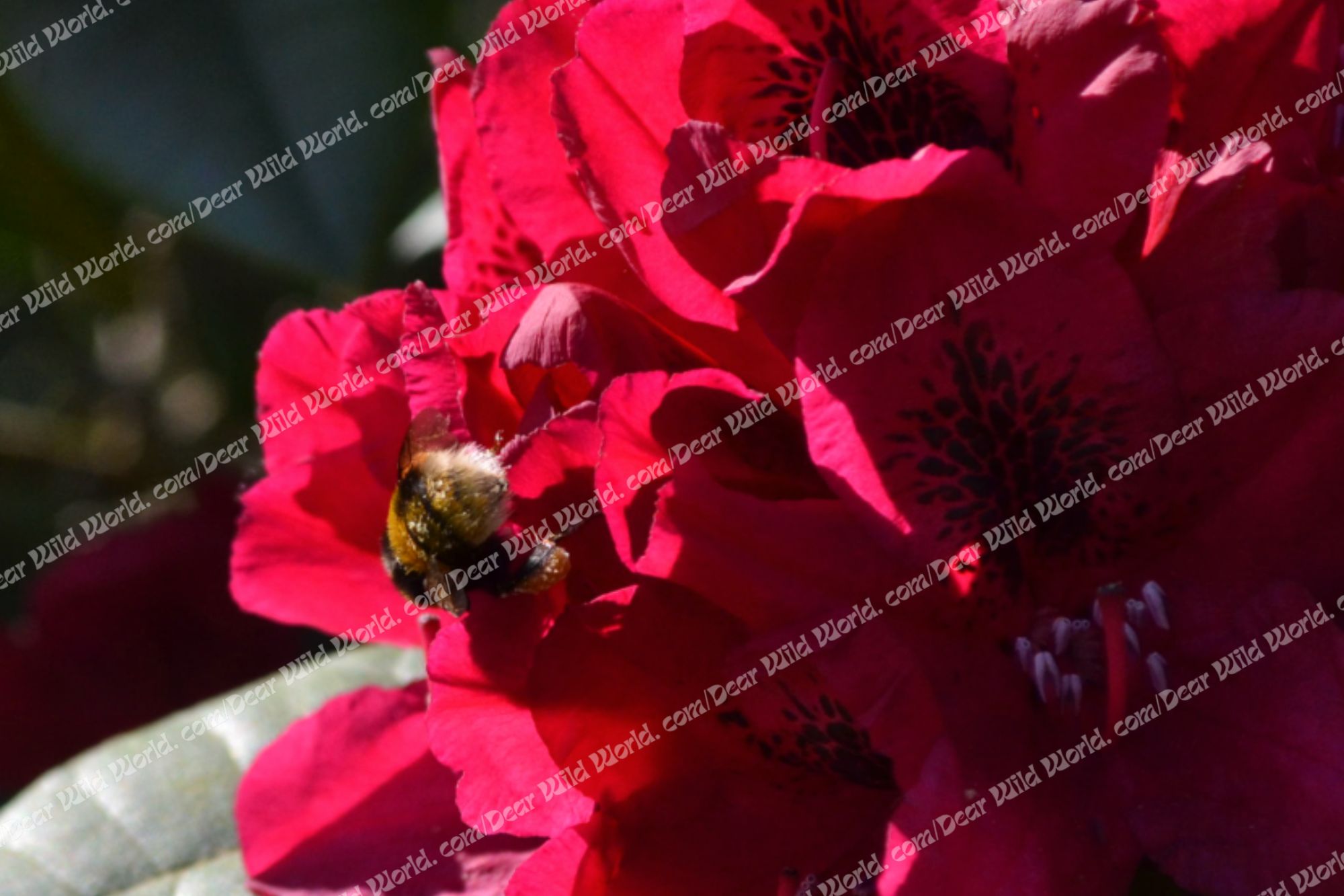 Bourdon sur rhododendron