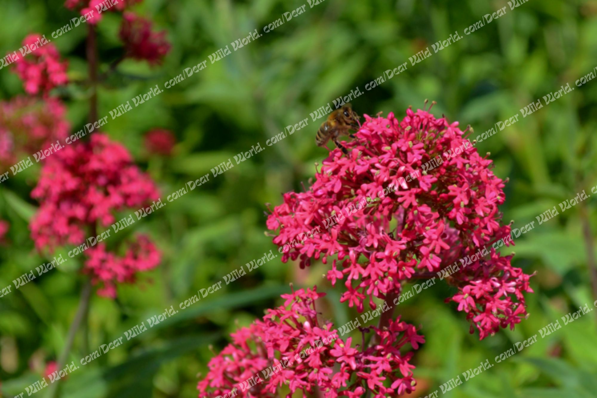 Abeille sur valériane rouge