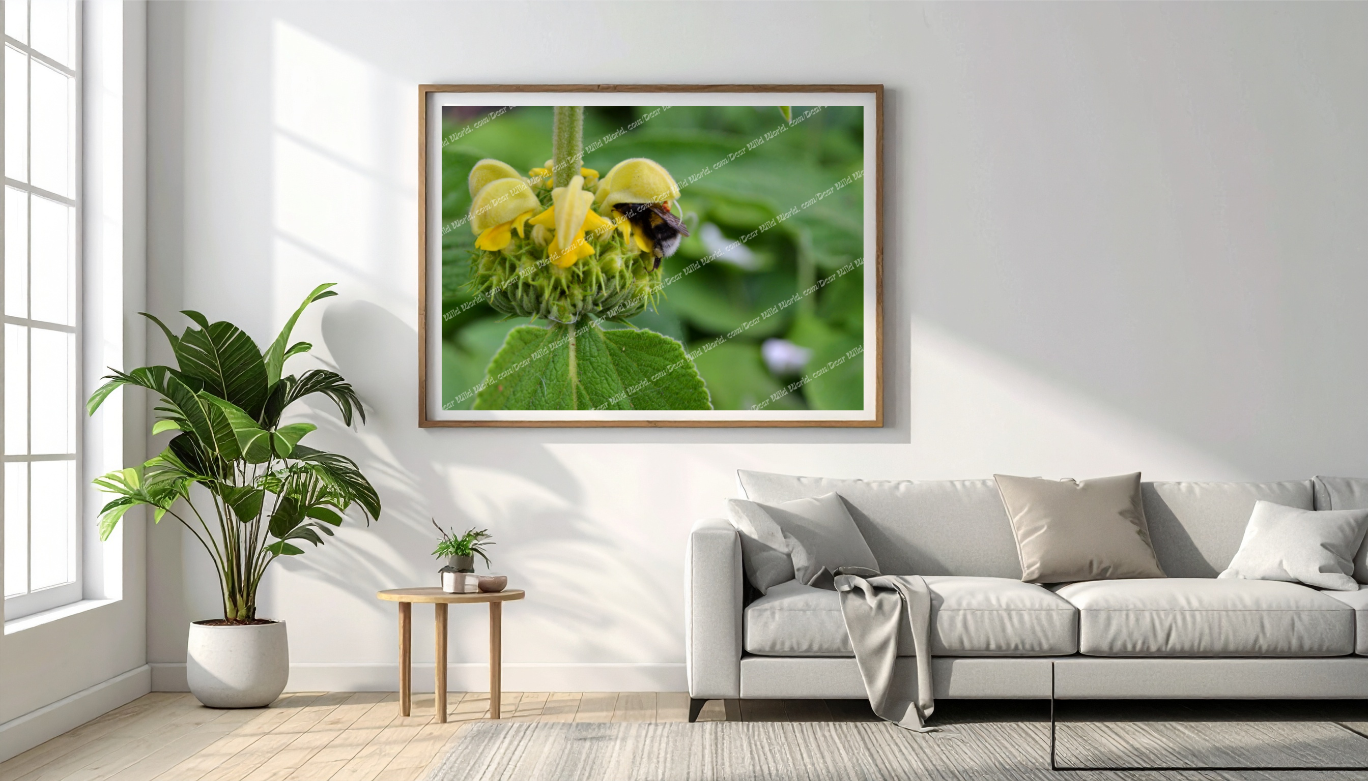 Bourdon sur Phlomis de Russell