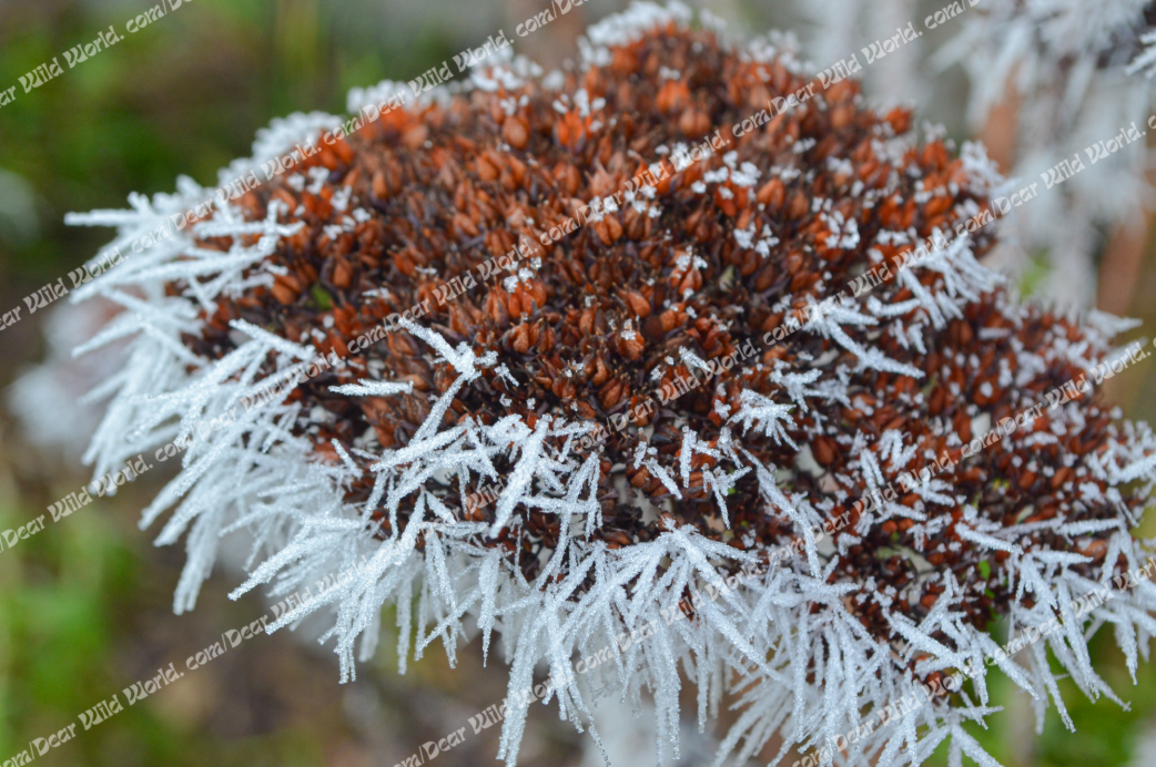 Sedum en hiver