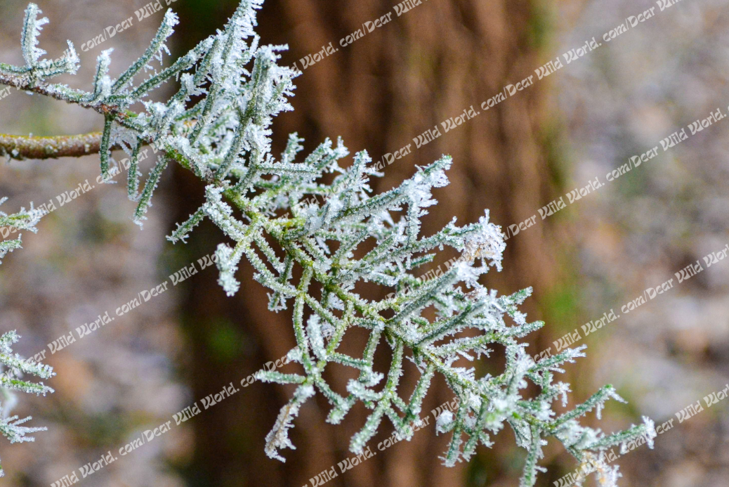 Branche givrée naturelle